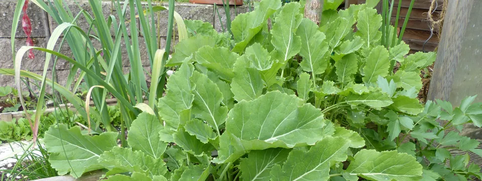 Eine Mischkultur anlegen und pflegen 