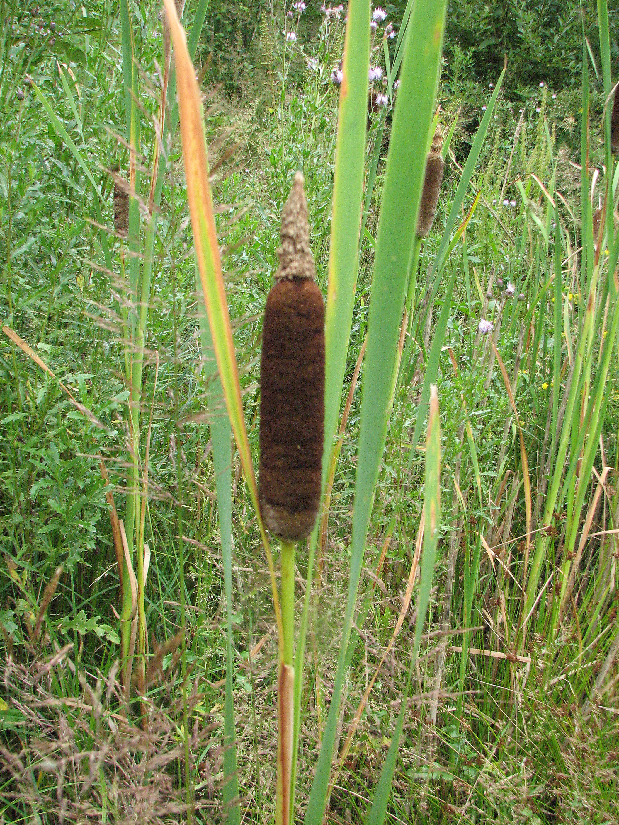 Breitblättriger Rohrkolben