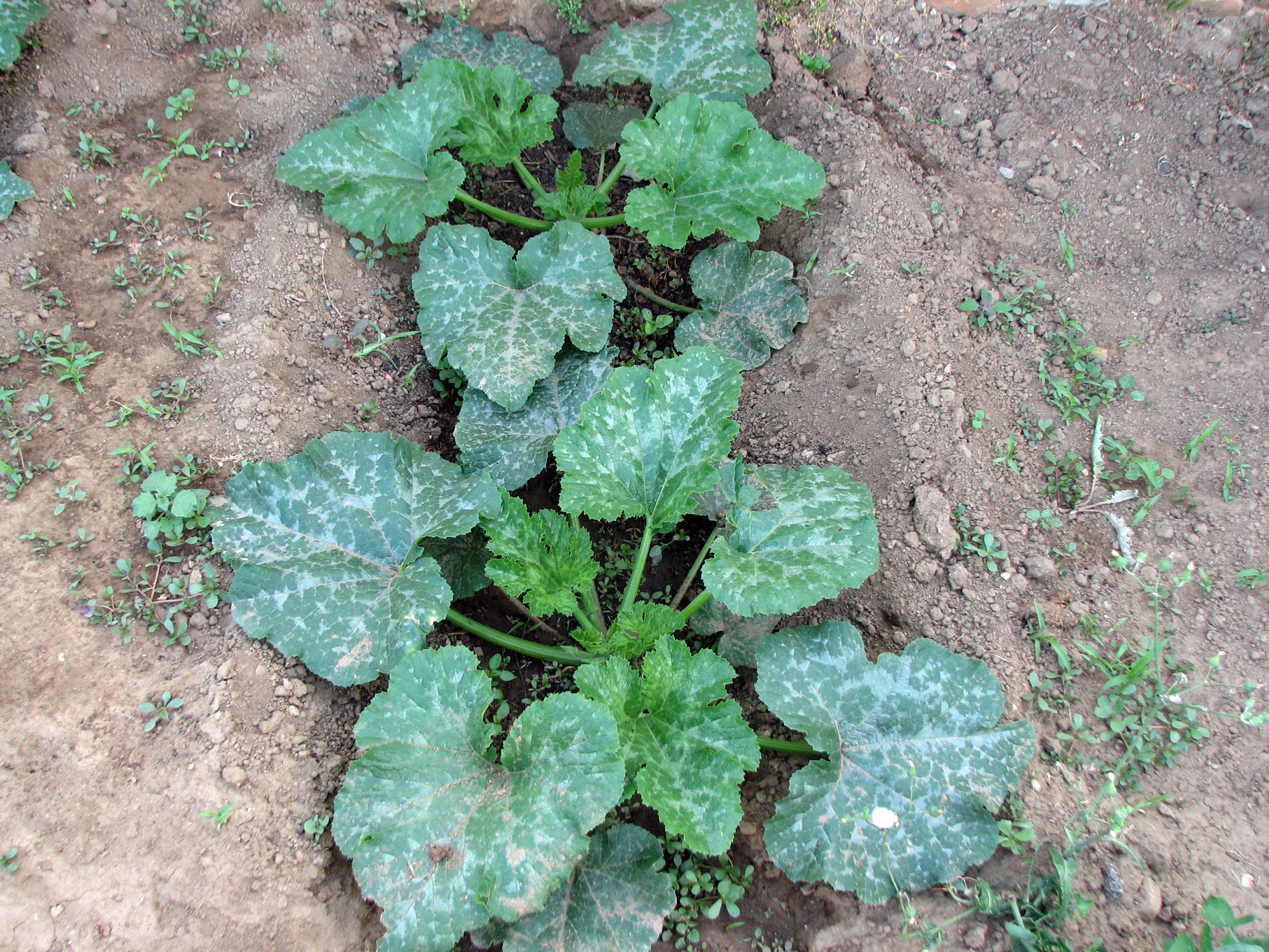Zucchini