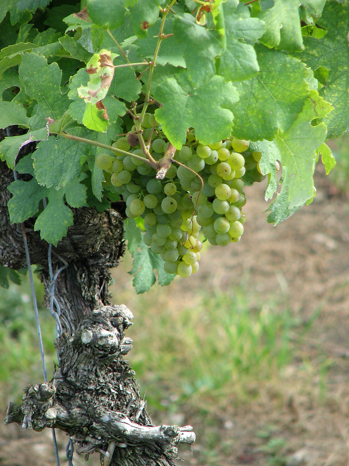 Weinrebe