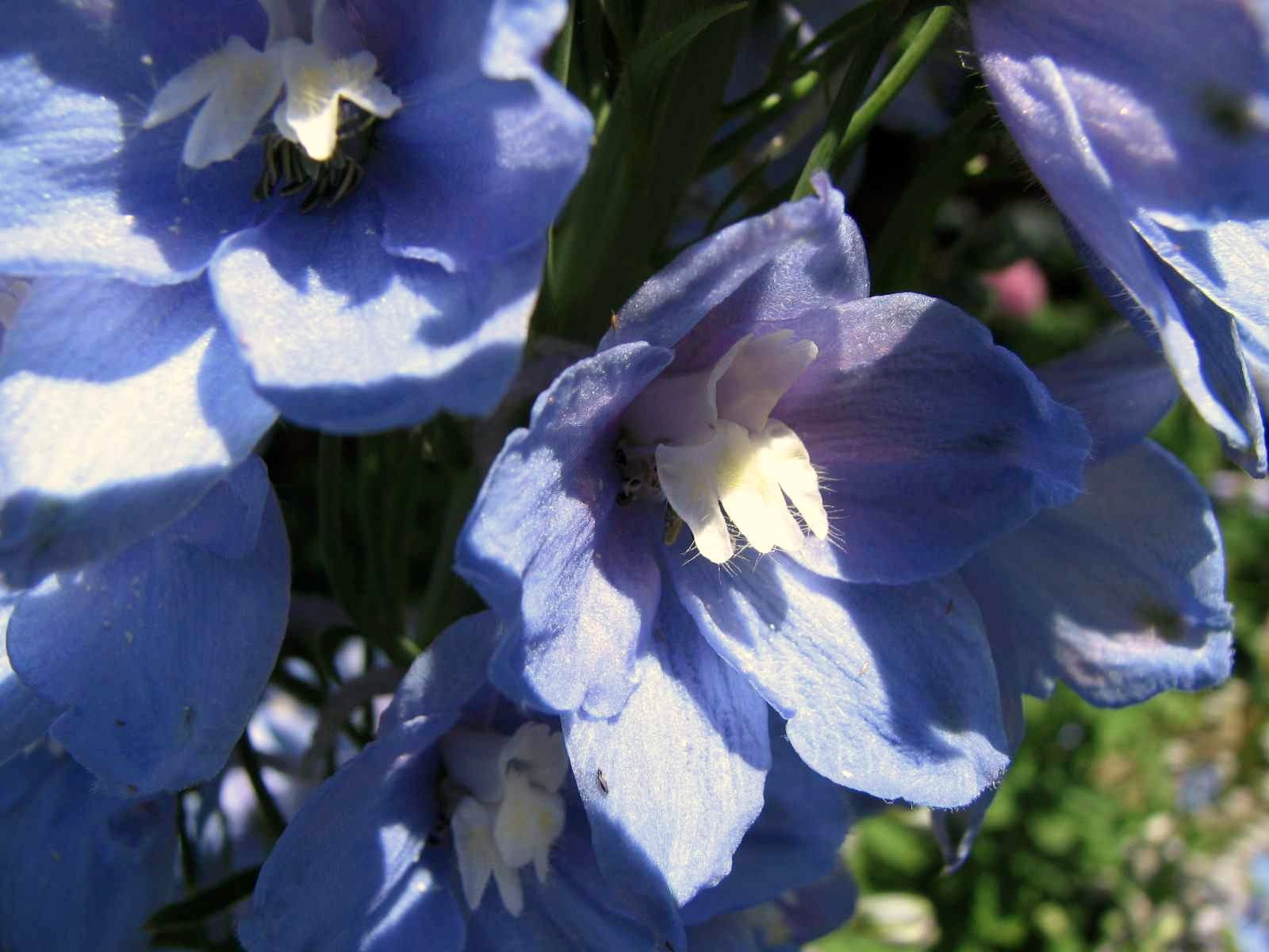 Gartenrittersporn