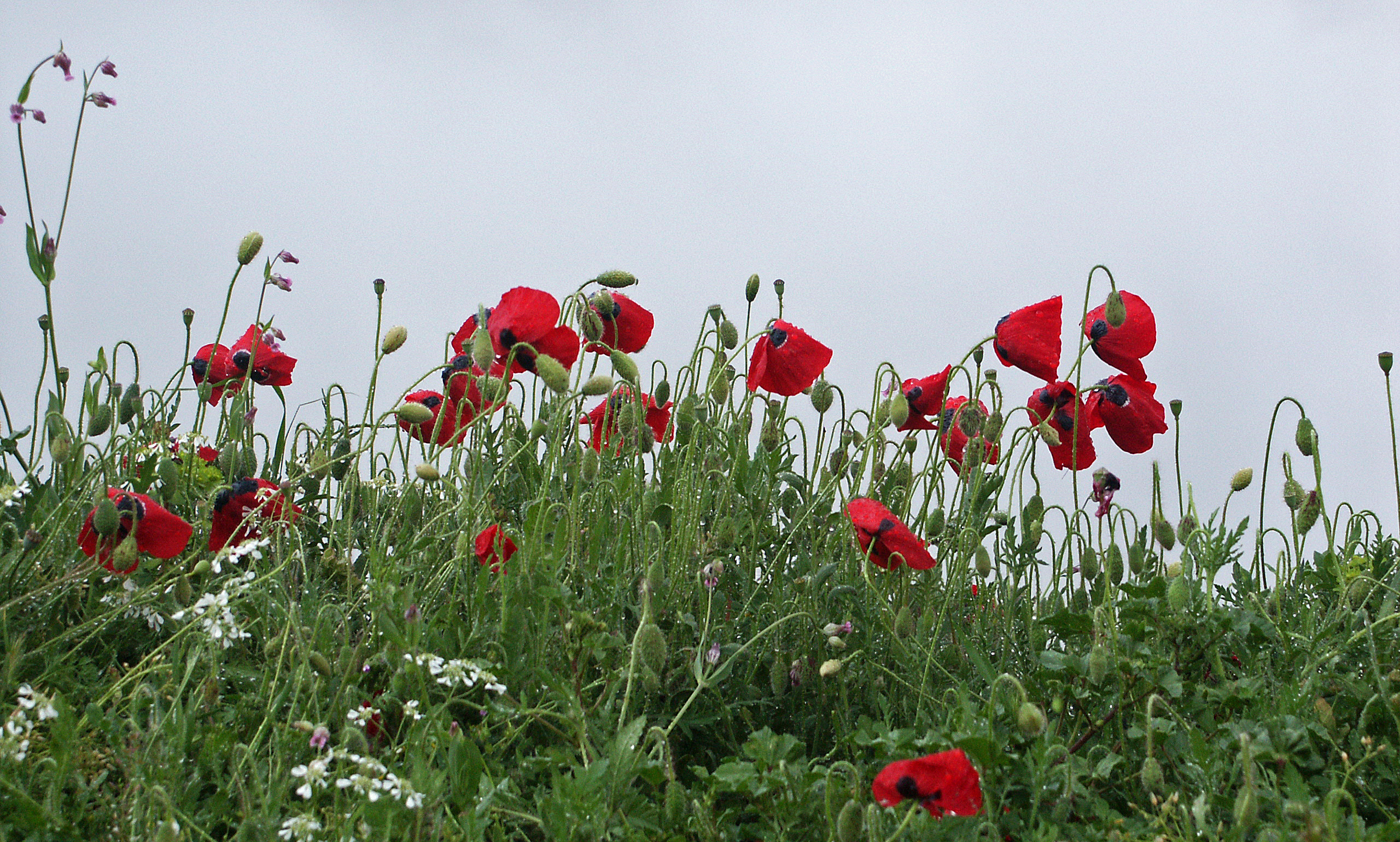 Klatschmohn