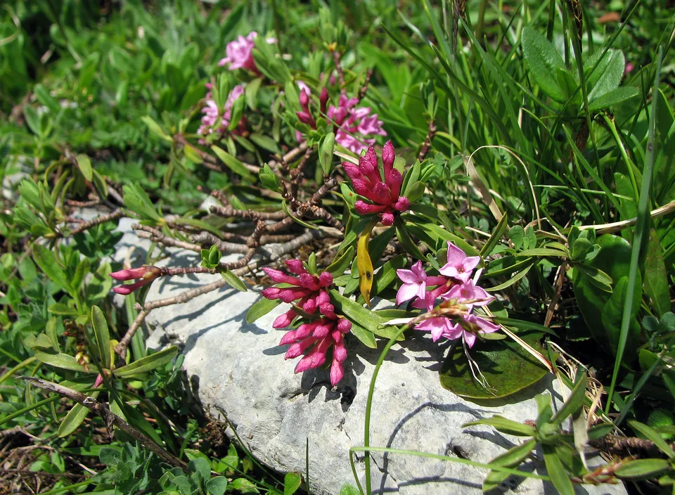 Steinröschen