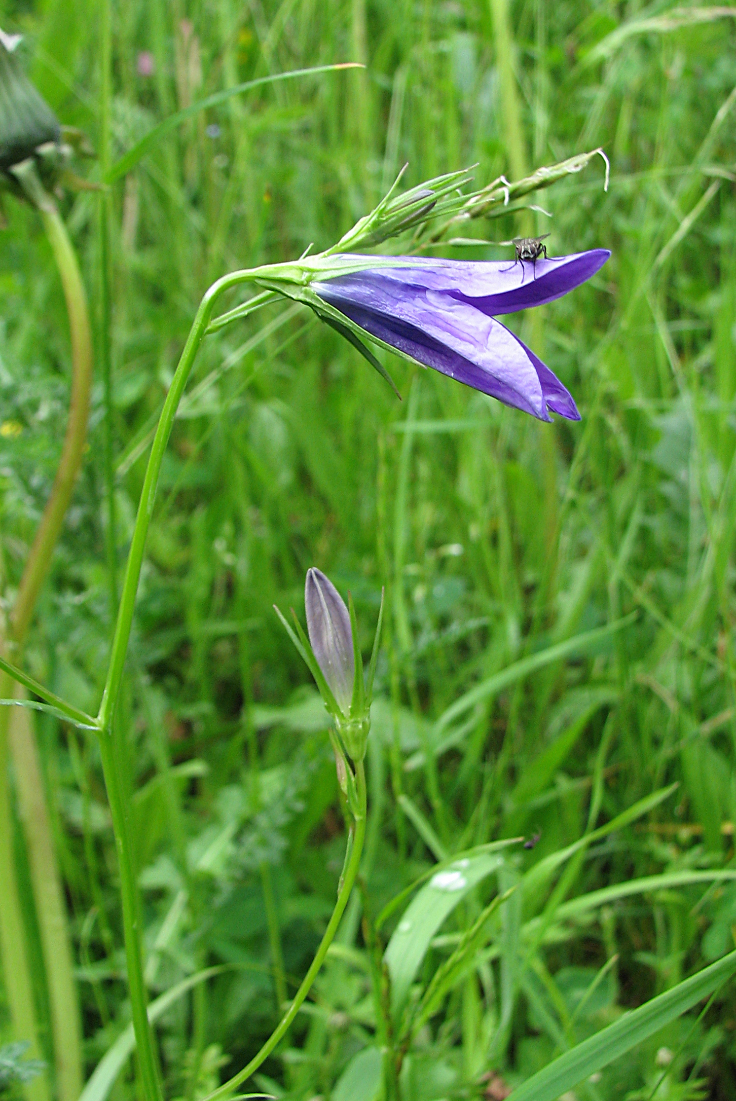 Wiesenglockenblume