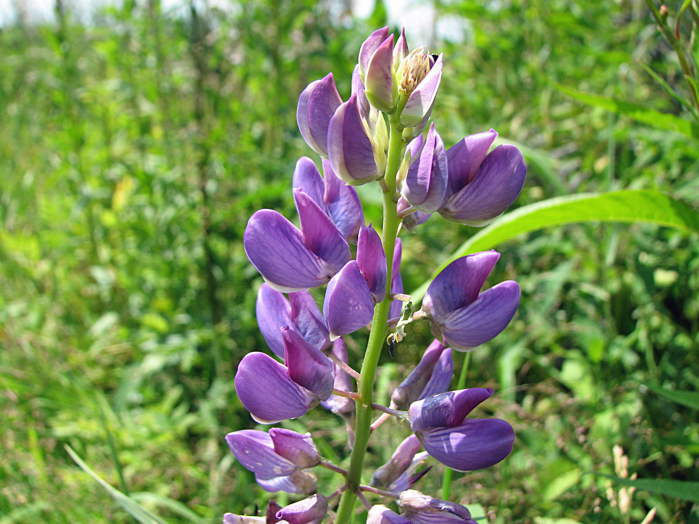 Gartenlupine