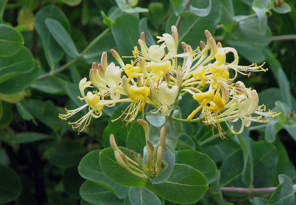 Etruskisches Geißblatt