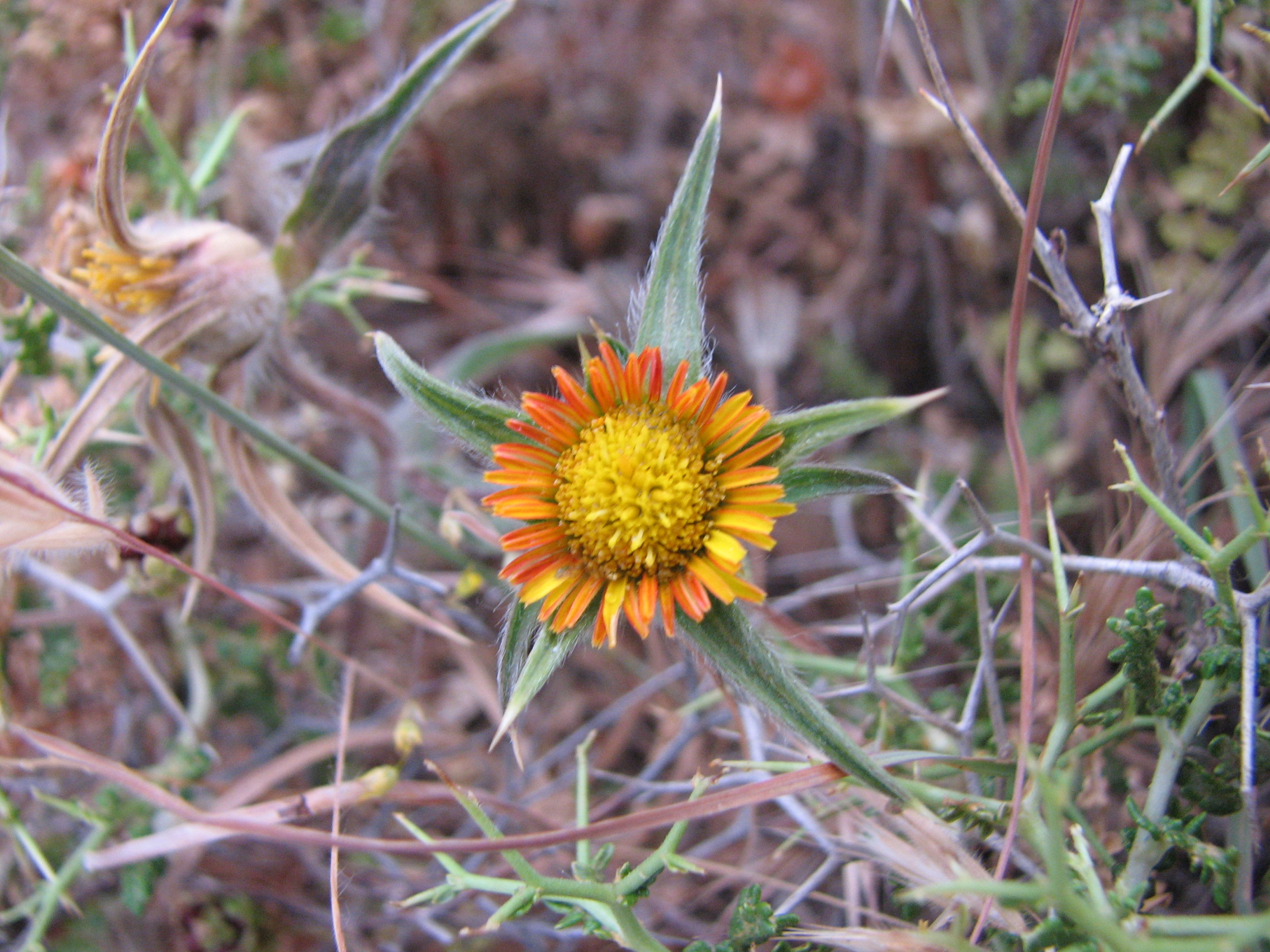 Stechendes Sternauge
