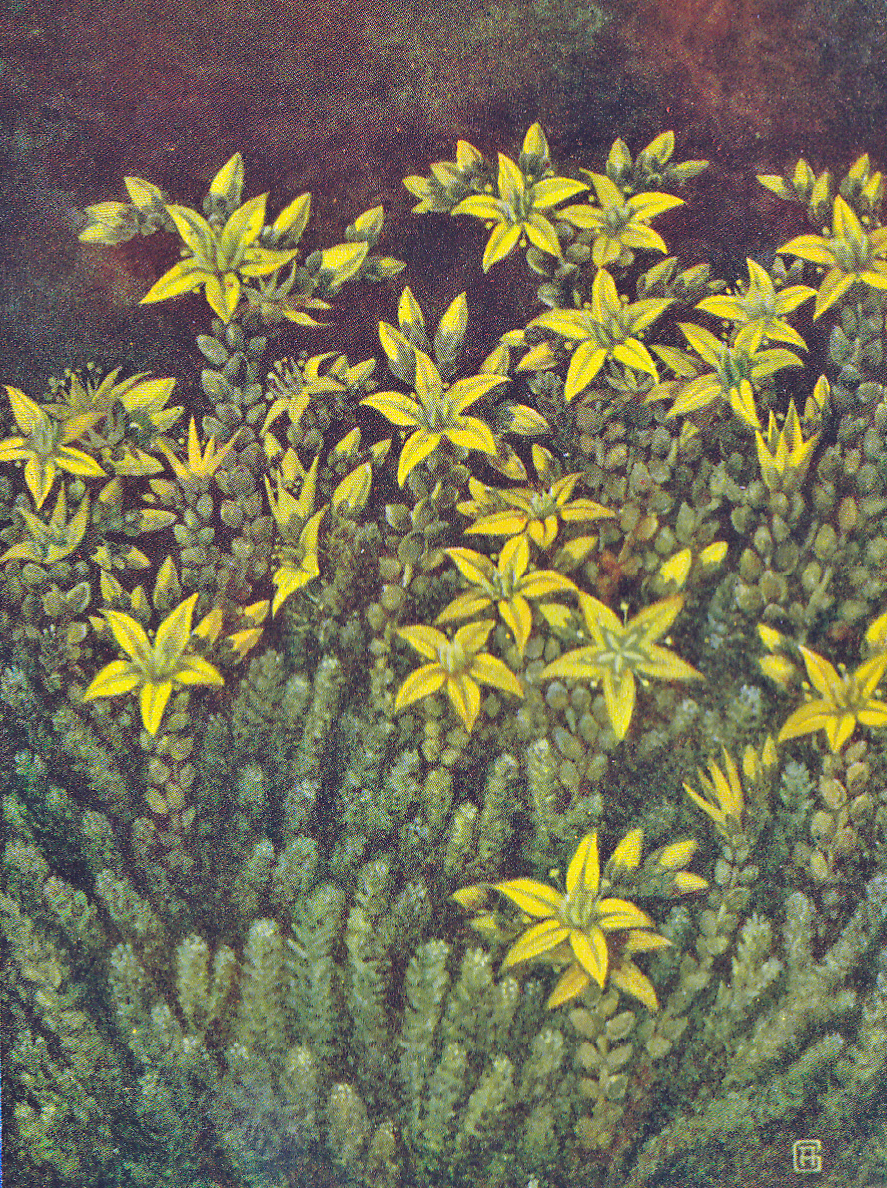 Scharfer Mauerpfeffer