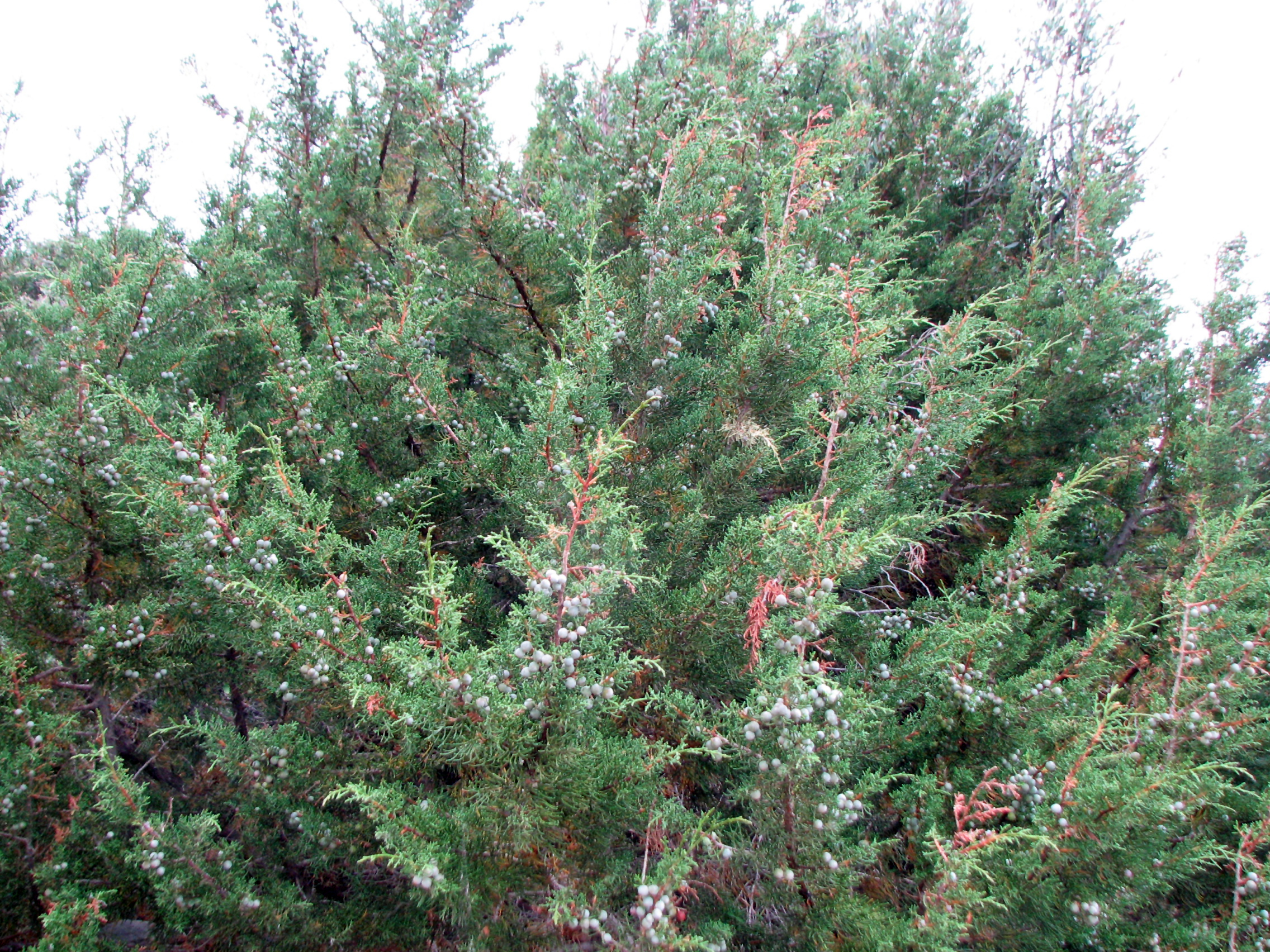 Phönizischer Wacholder