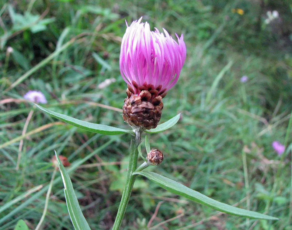 Wiesenflockenblume