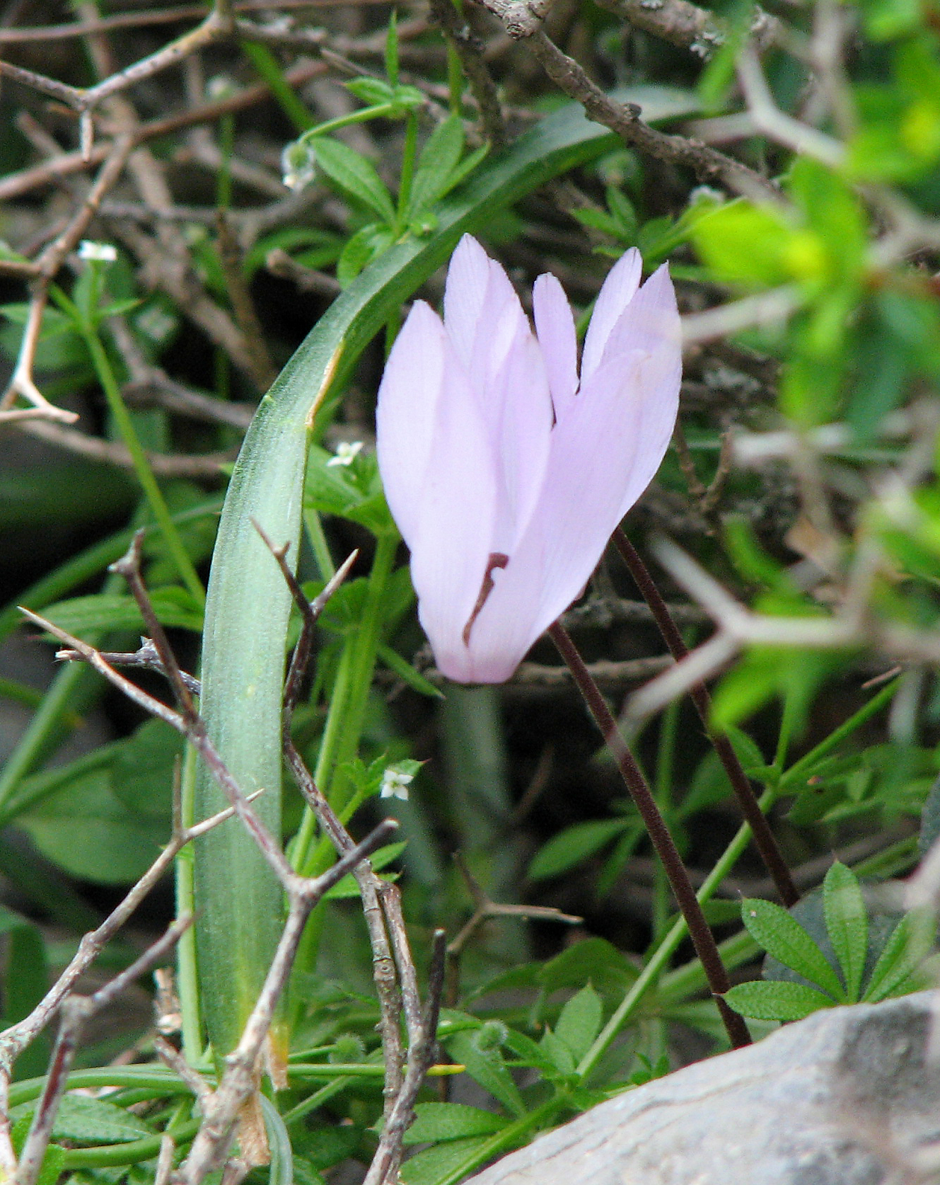 Kretisches Alpenveilchen