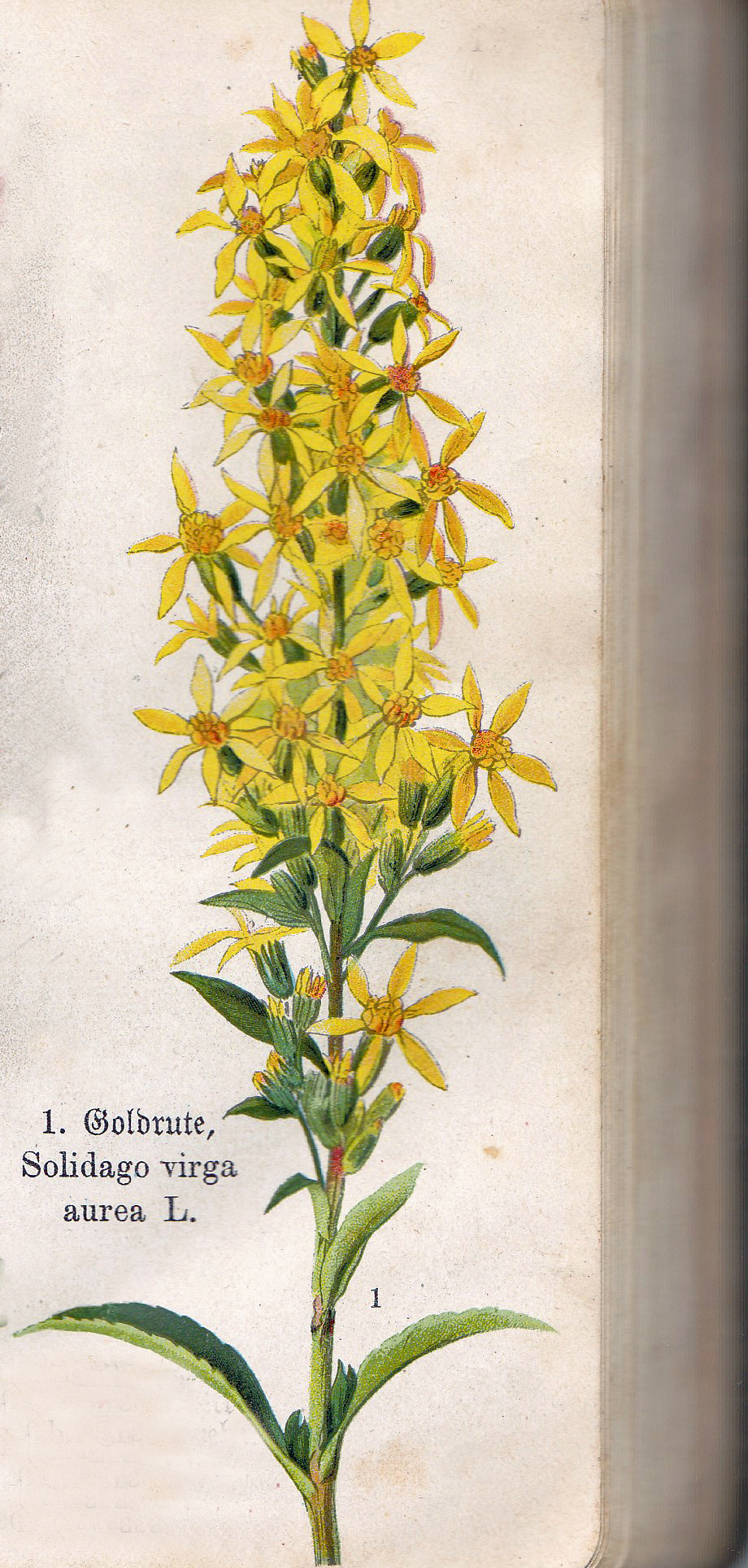 Echte Goldrute