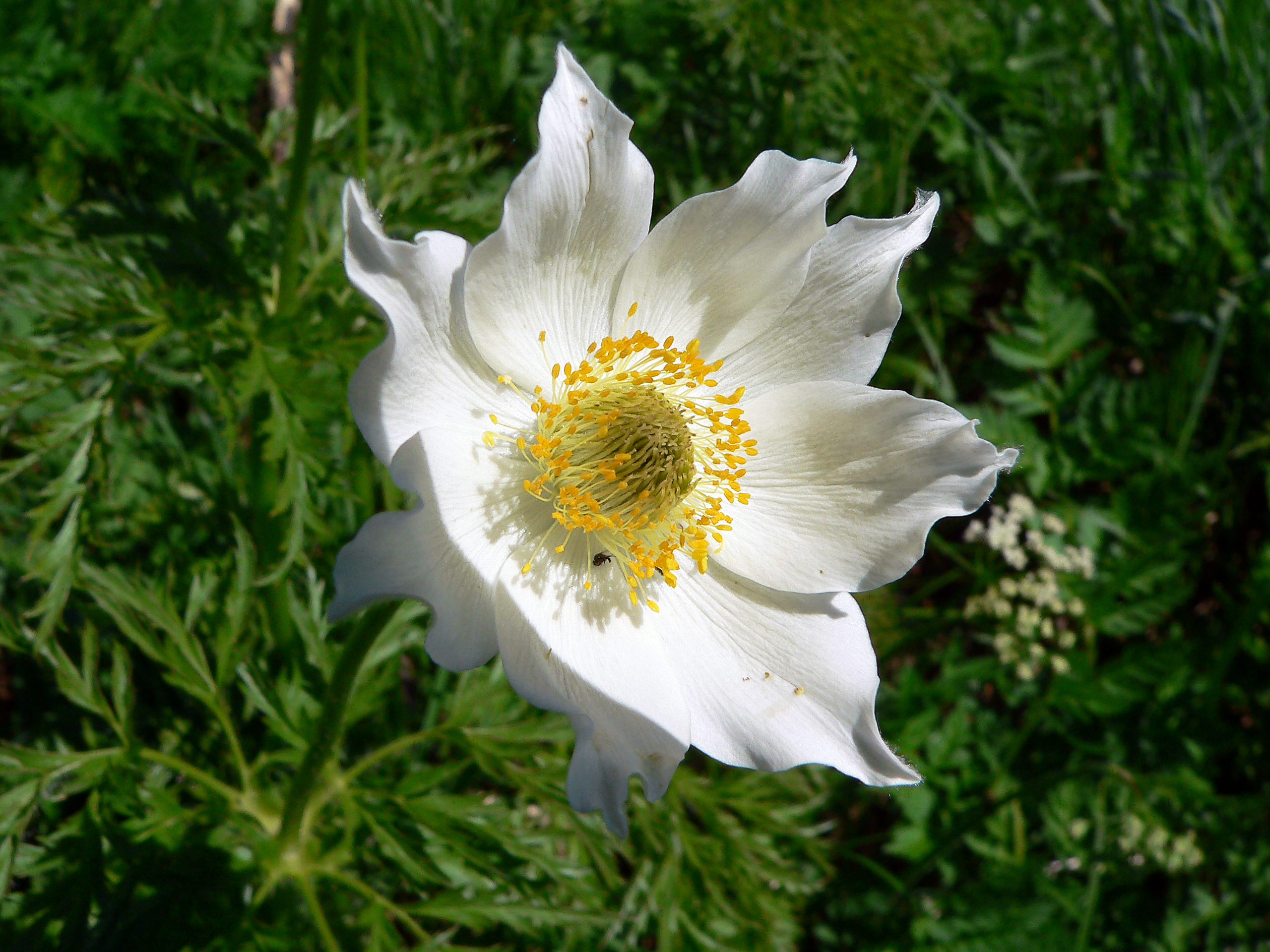 Alpenanemone