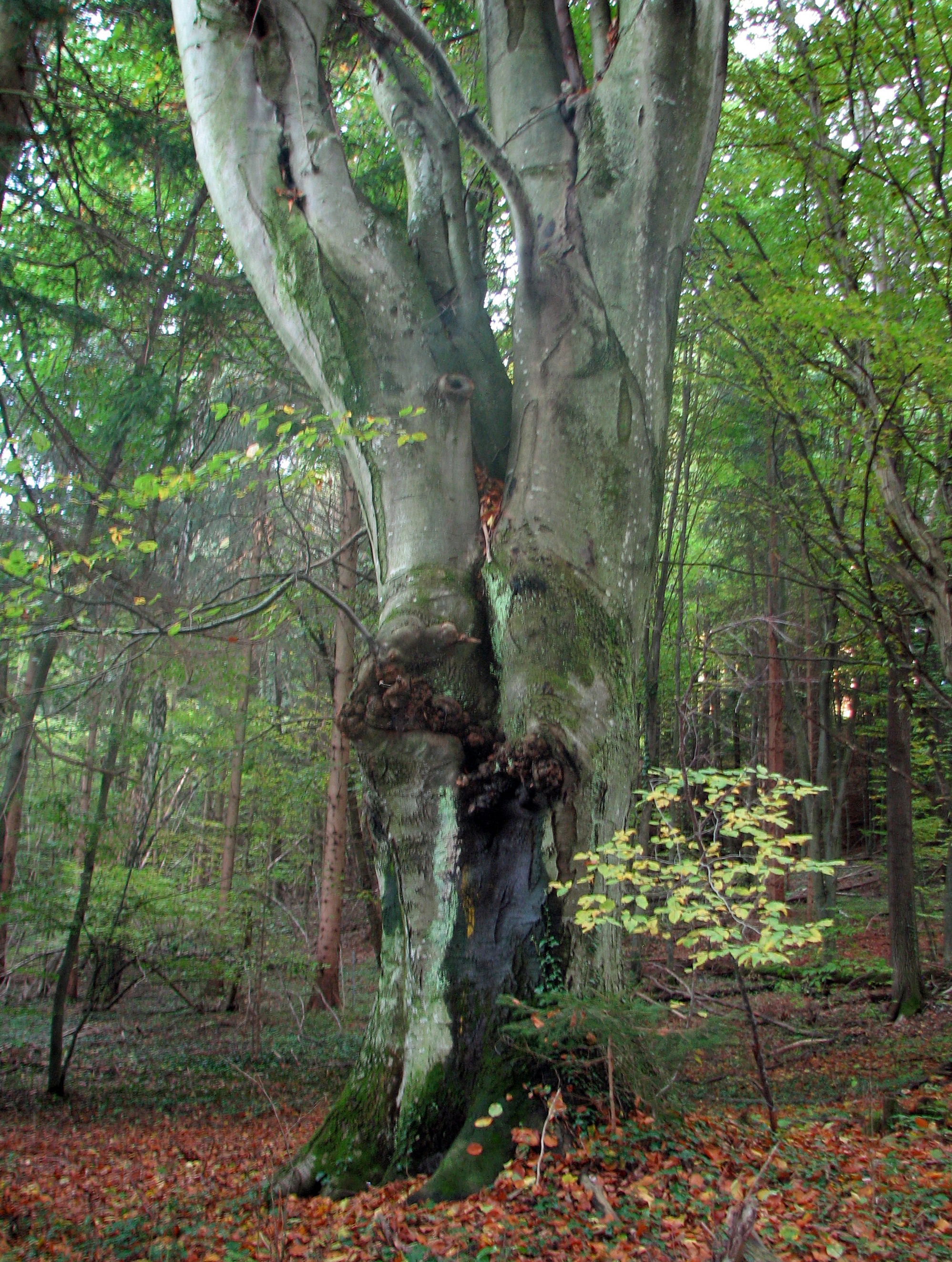 Rotbuche
