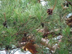 Waldkiefer