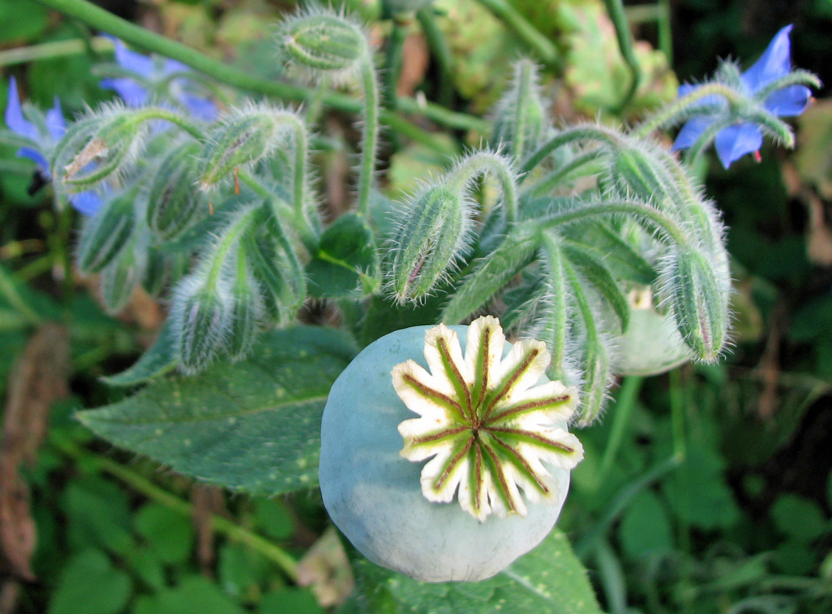 Schlafmohn
