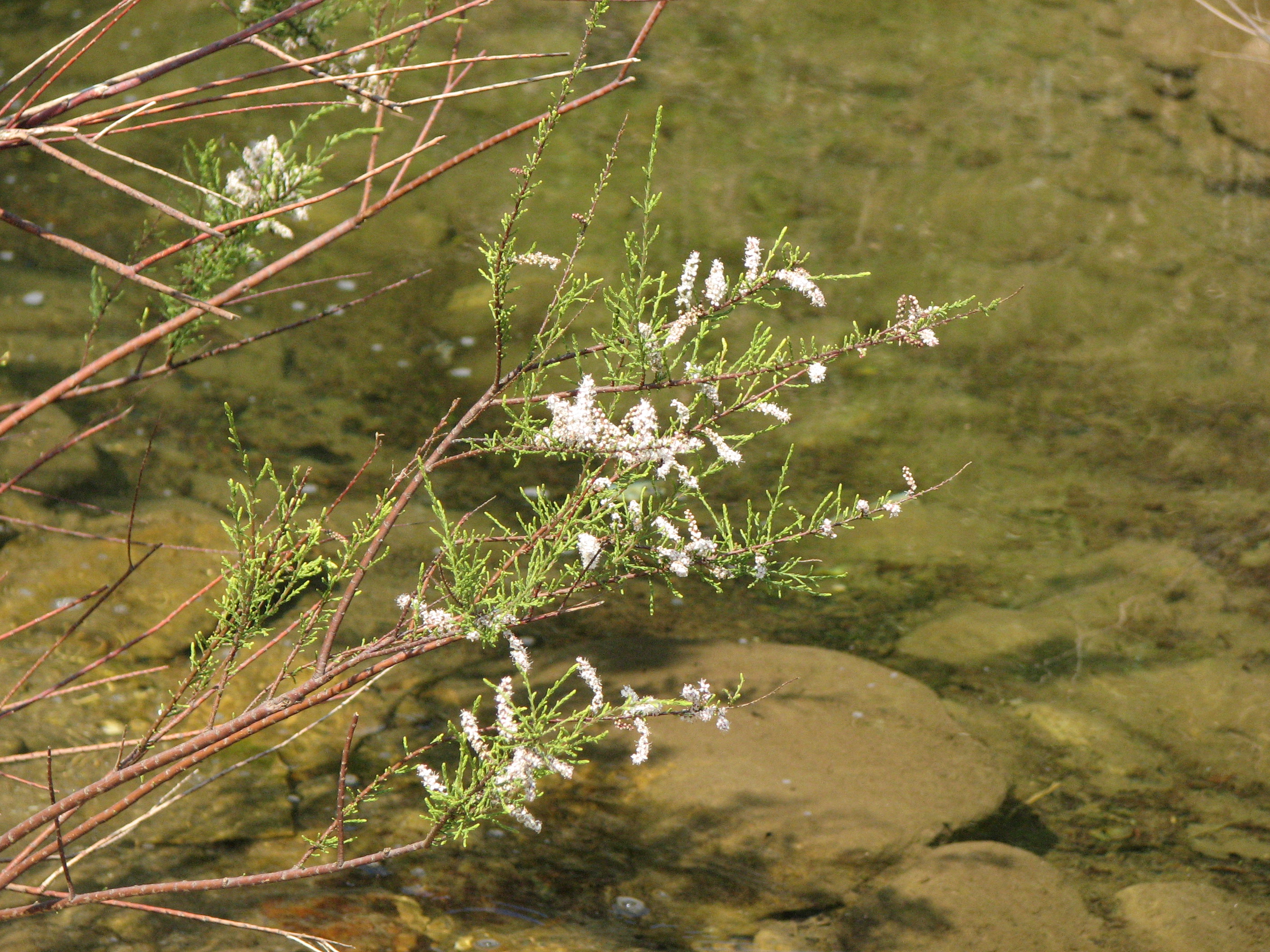 Kleinblütige Tamariske