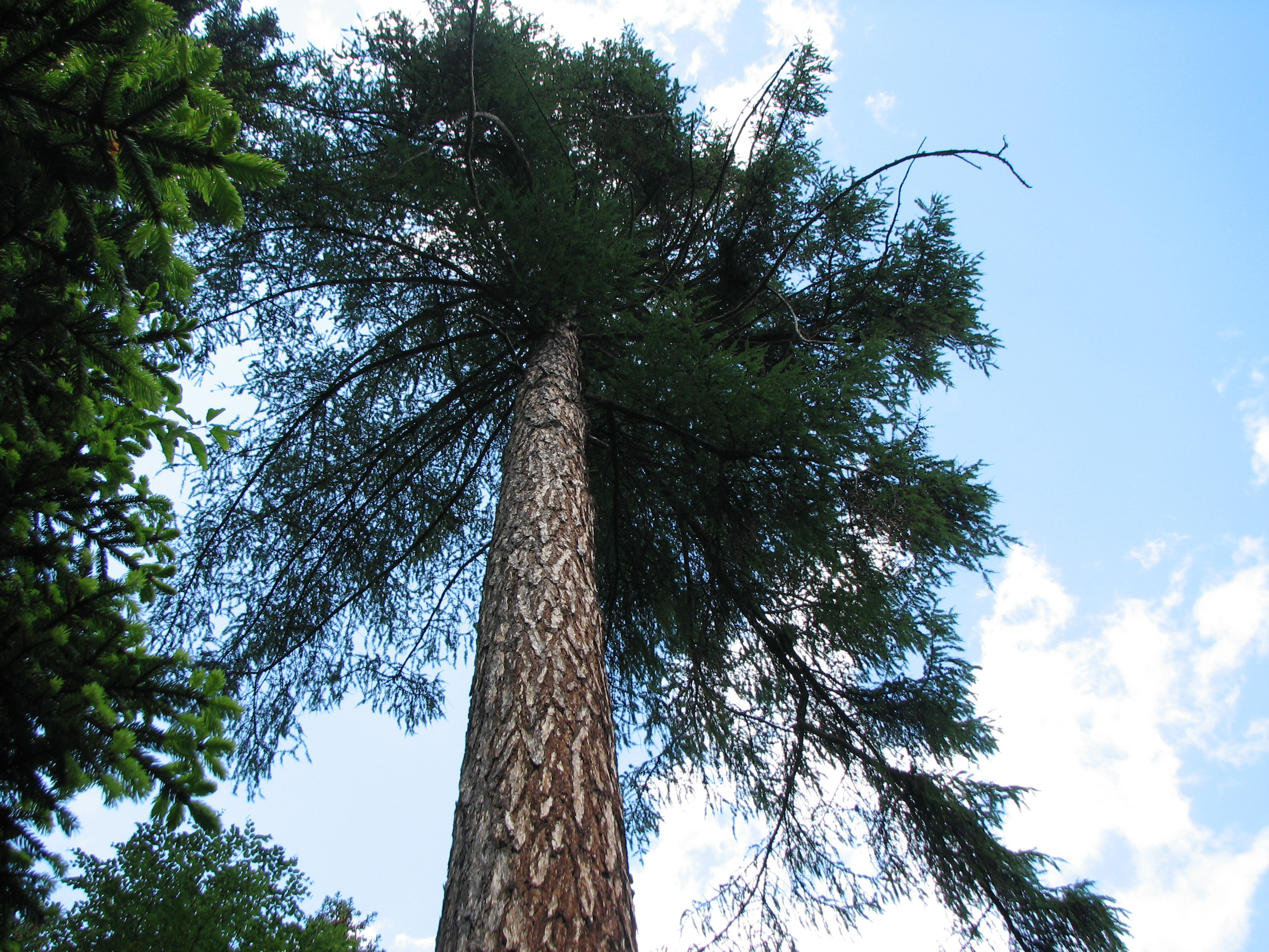 Europäische Lärche