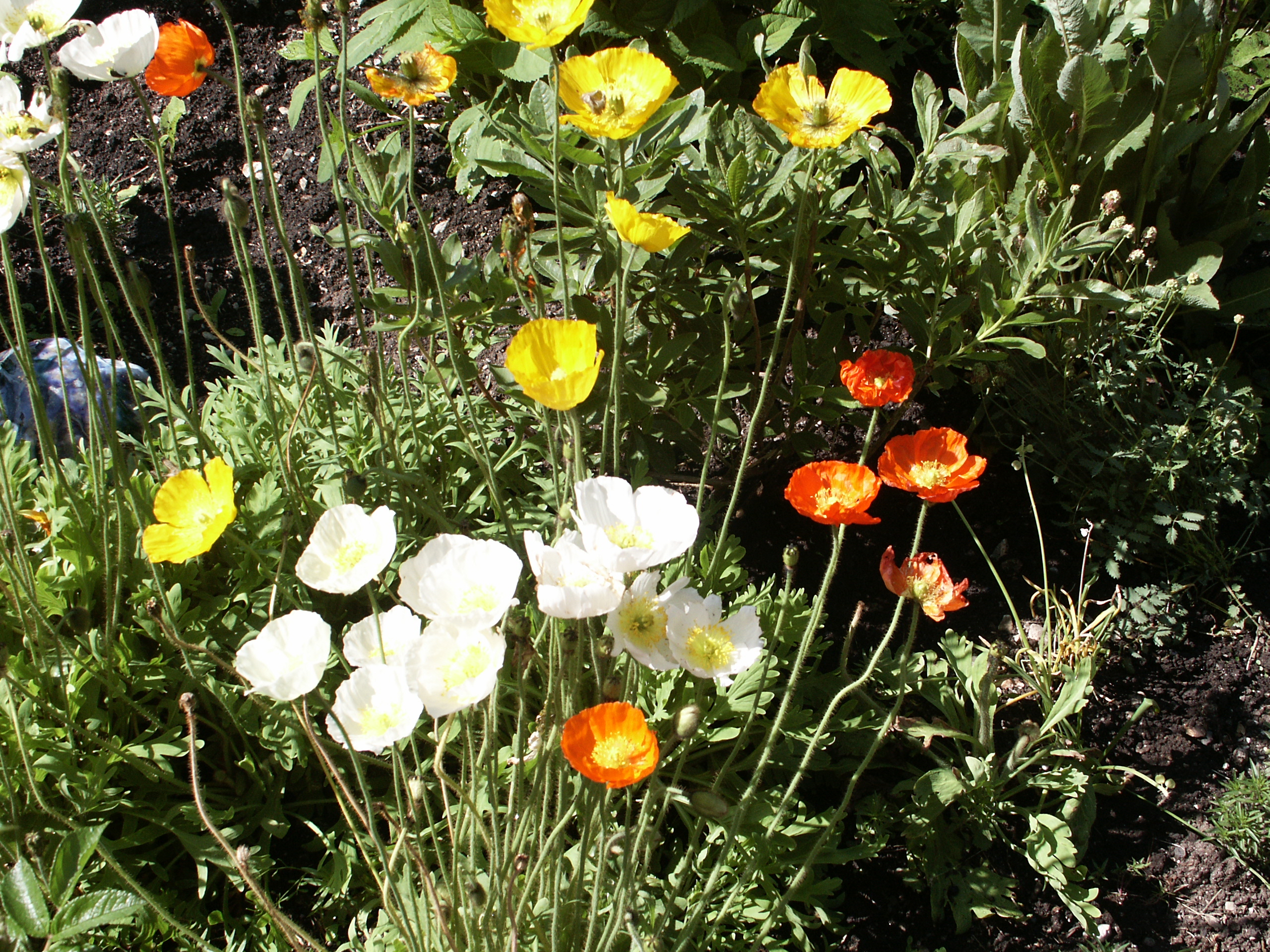 Islandmohn