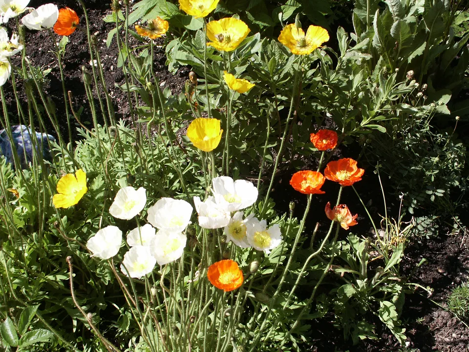 Islandmohn