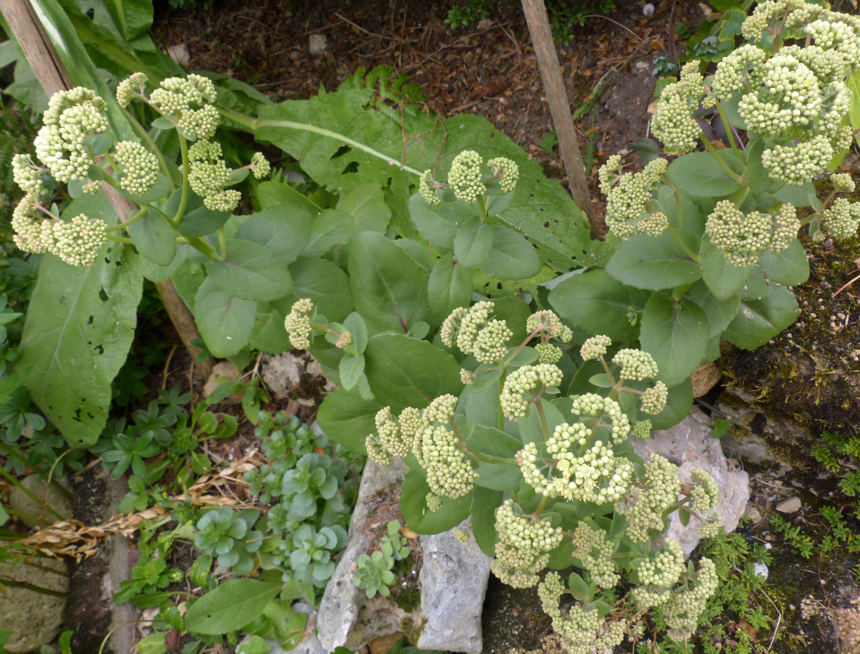 Große Fetthenne