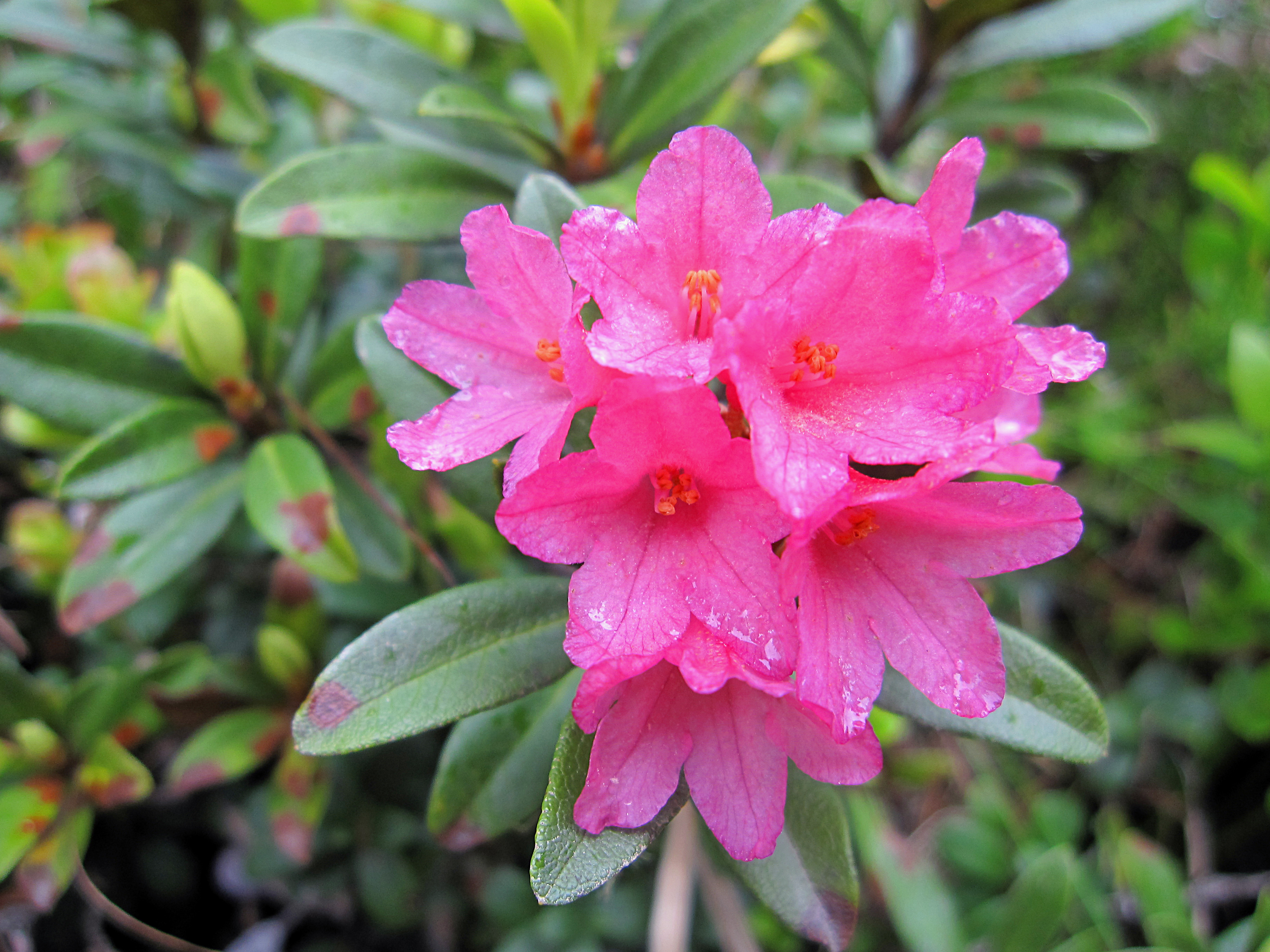 Rostblättrige Alpenrose