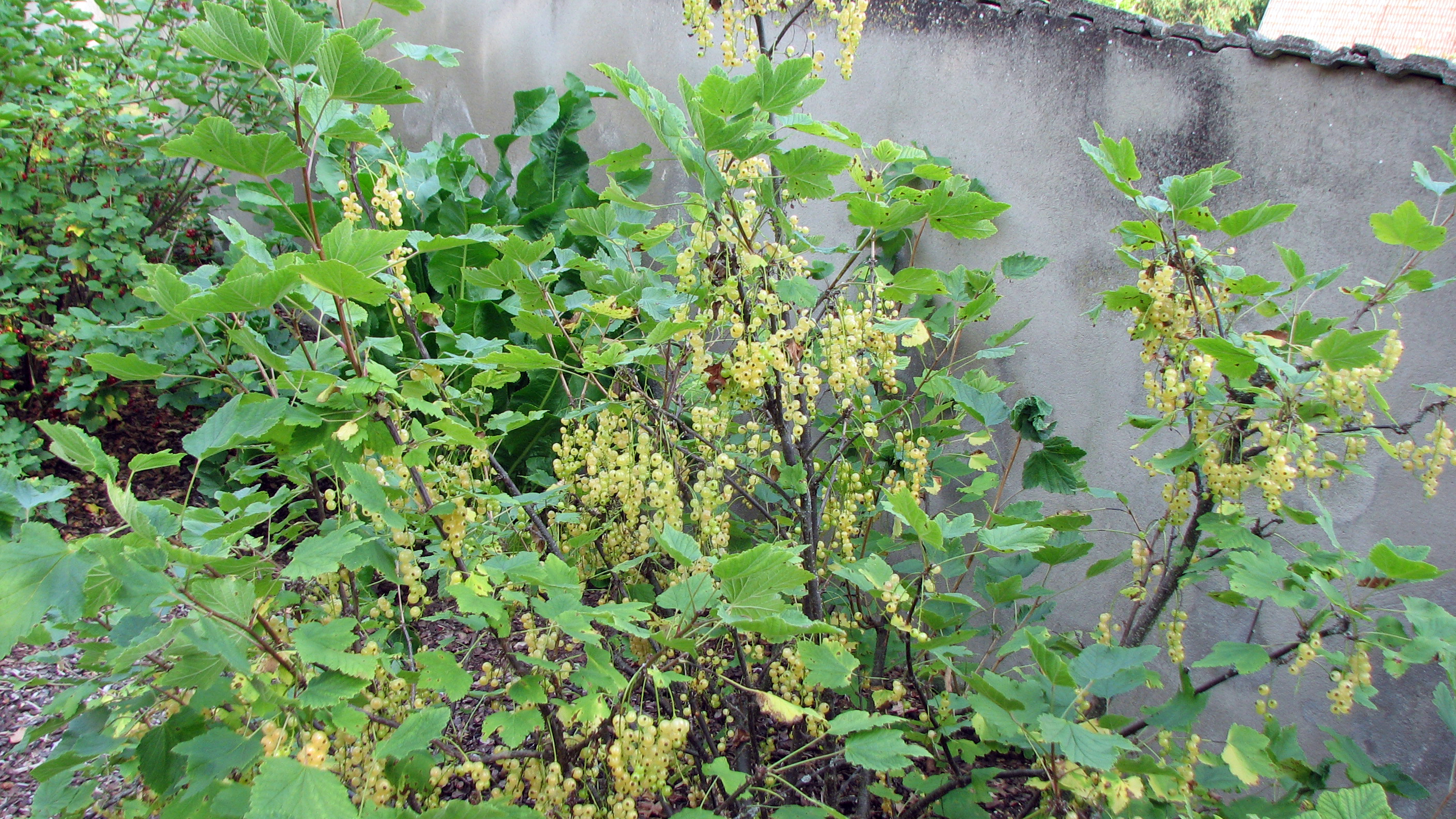 Johannisbeeren