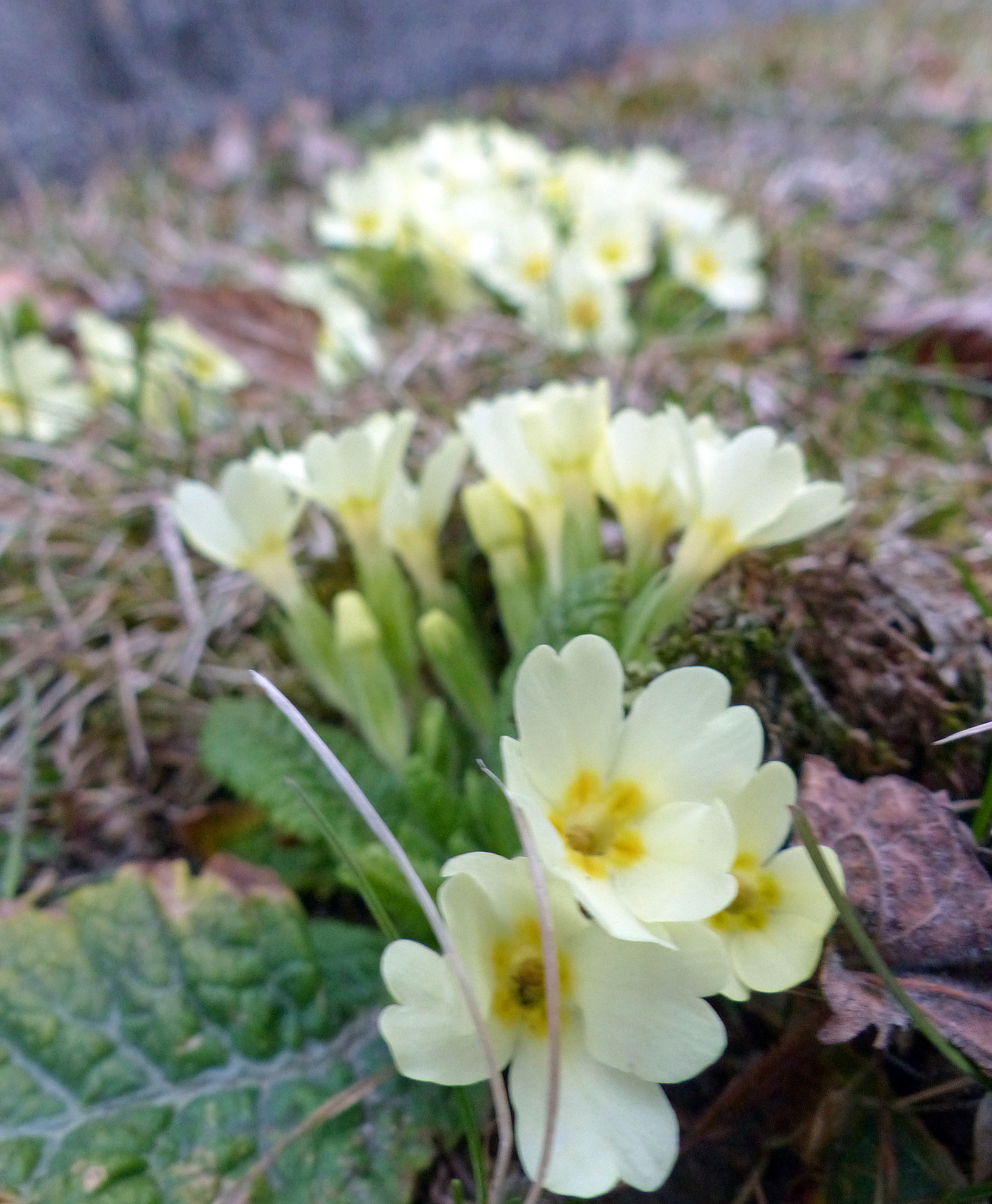Stängellose Schlüsselblume