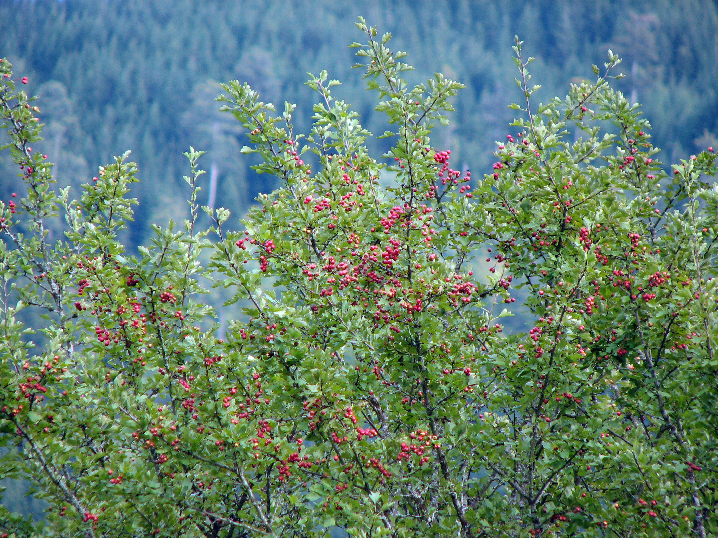 Eingriffeliger Weißdorn