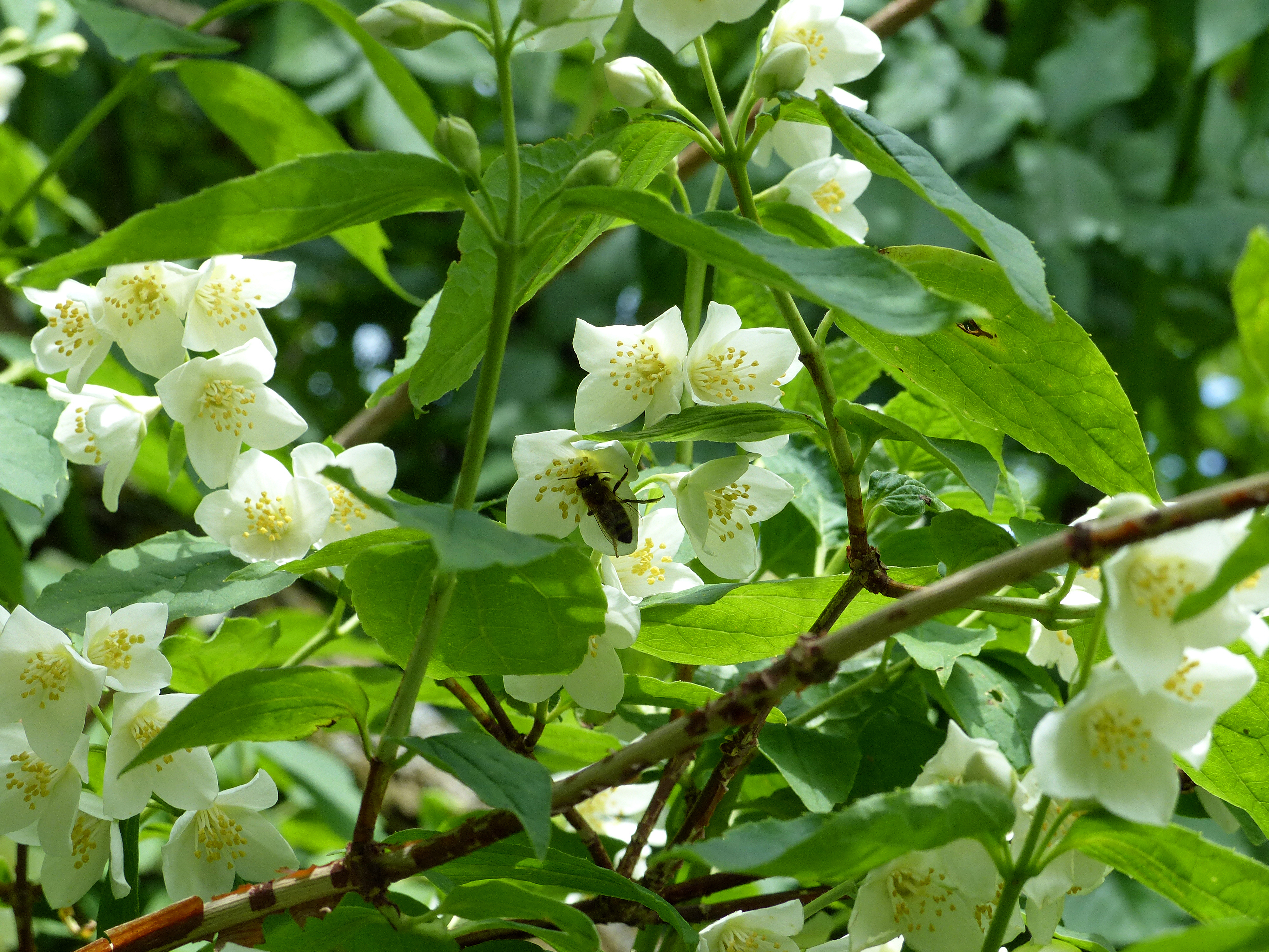 Bauernjasmin