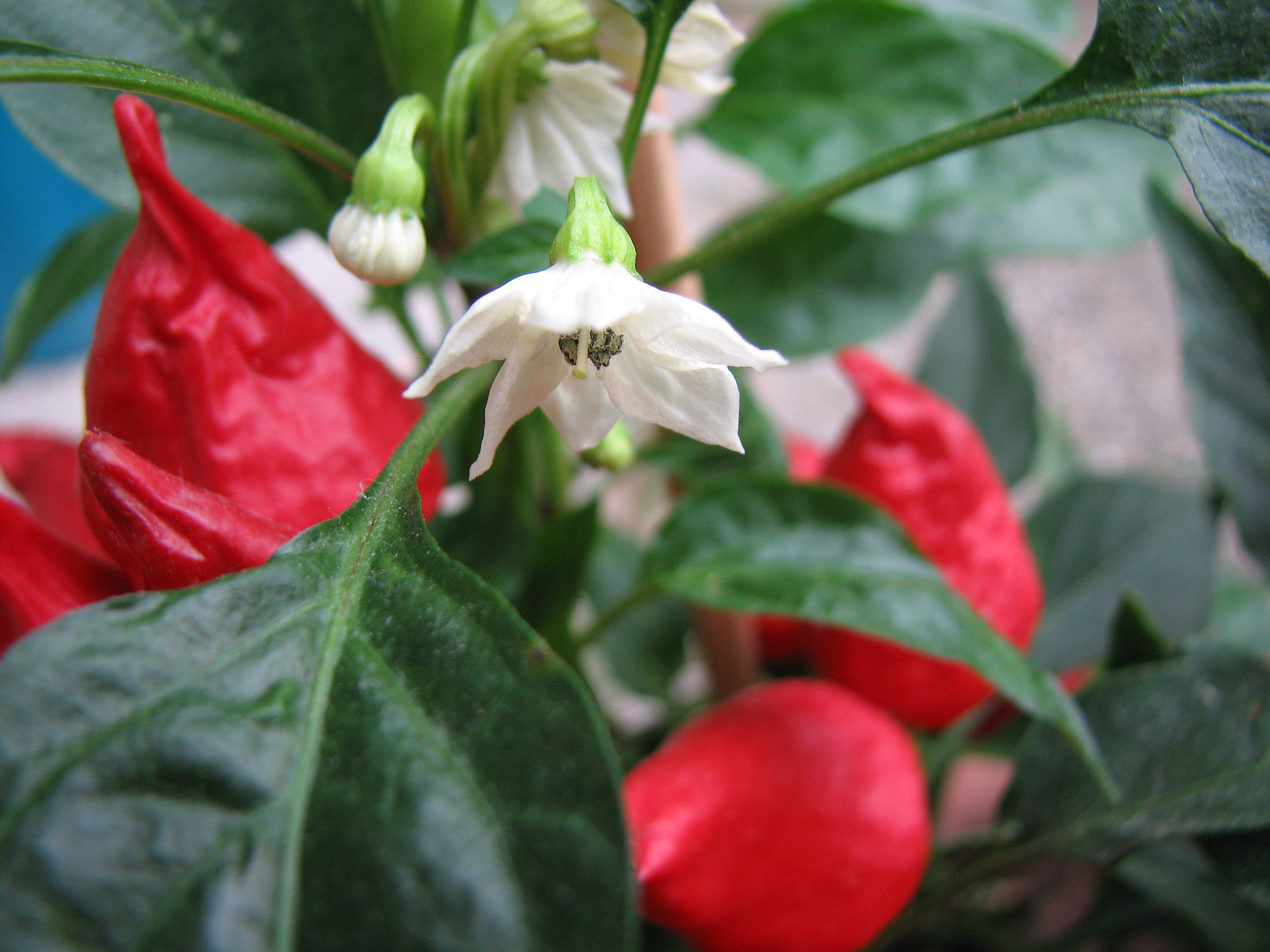 Paprika & Chili