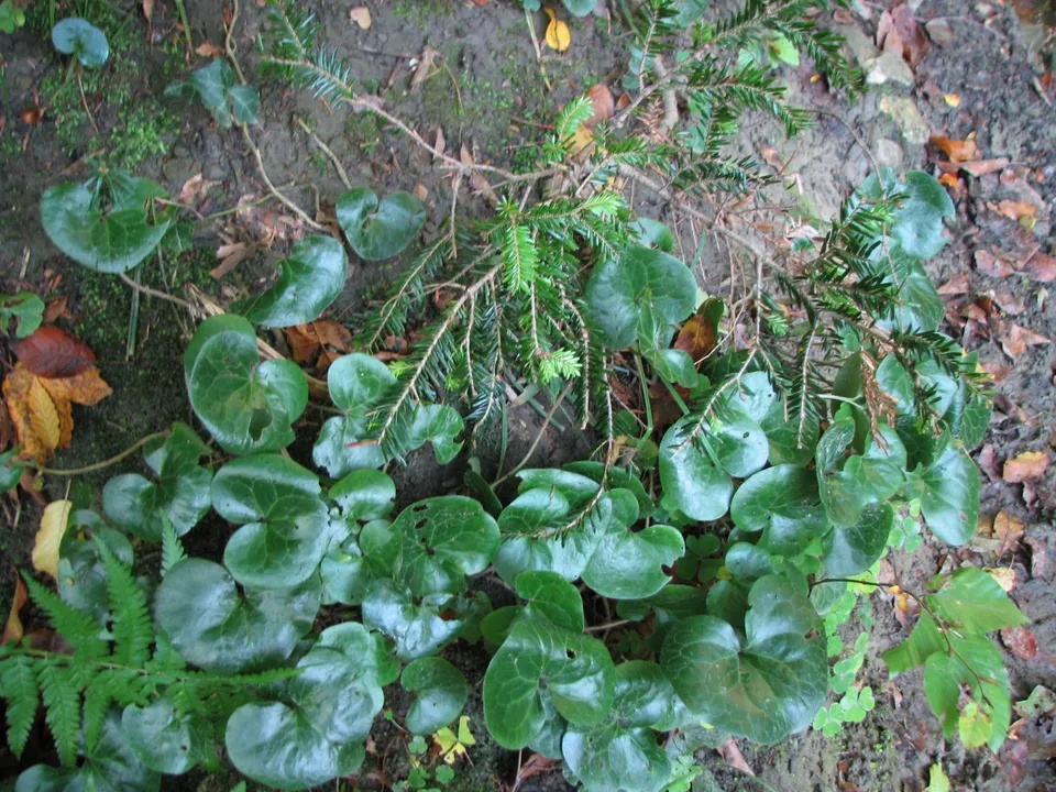 Gewöhnliche Haselwurz