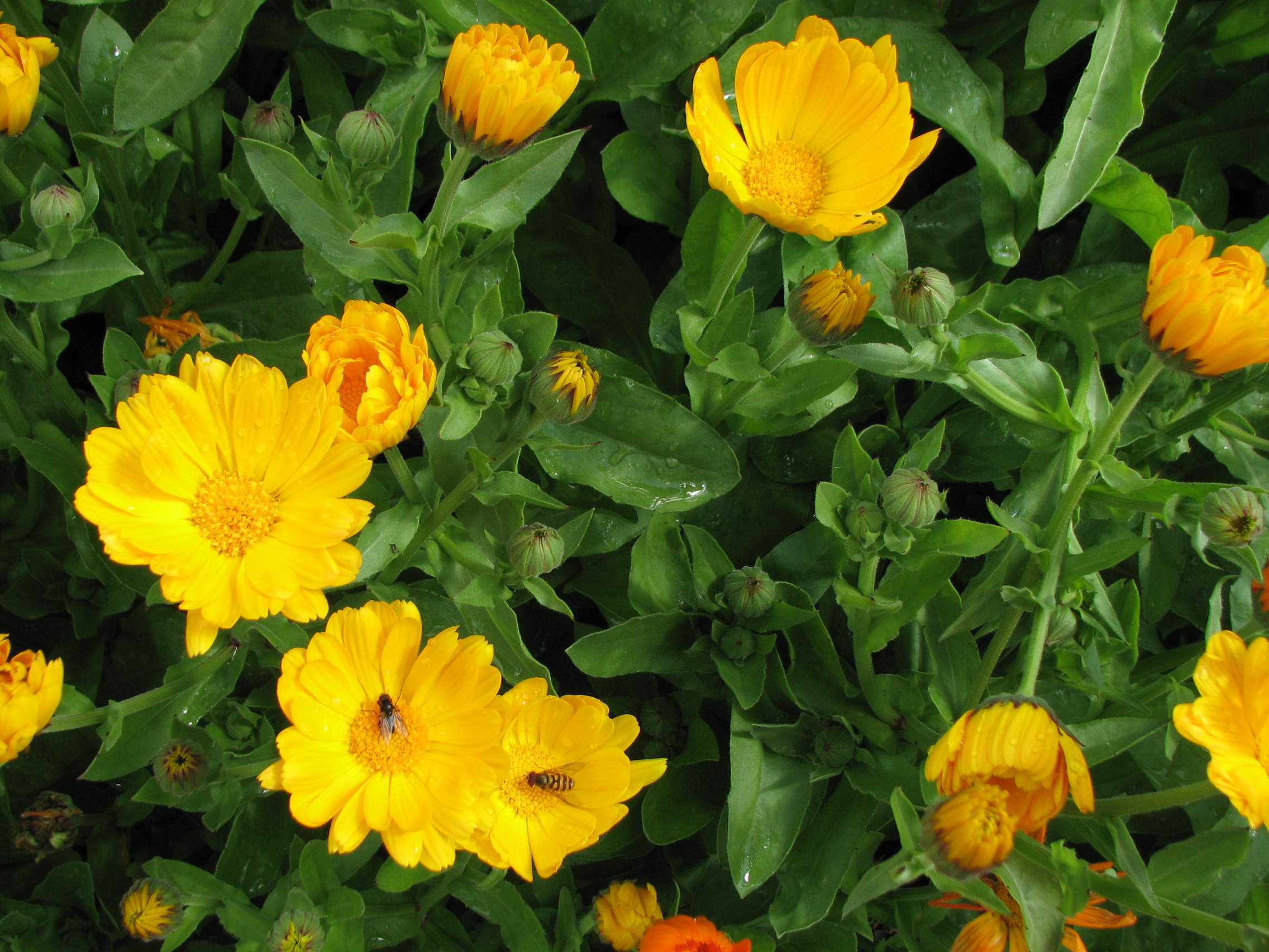 Ringelblume