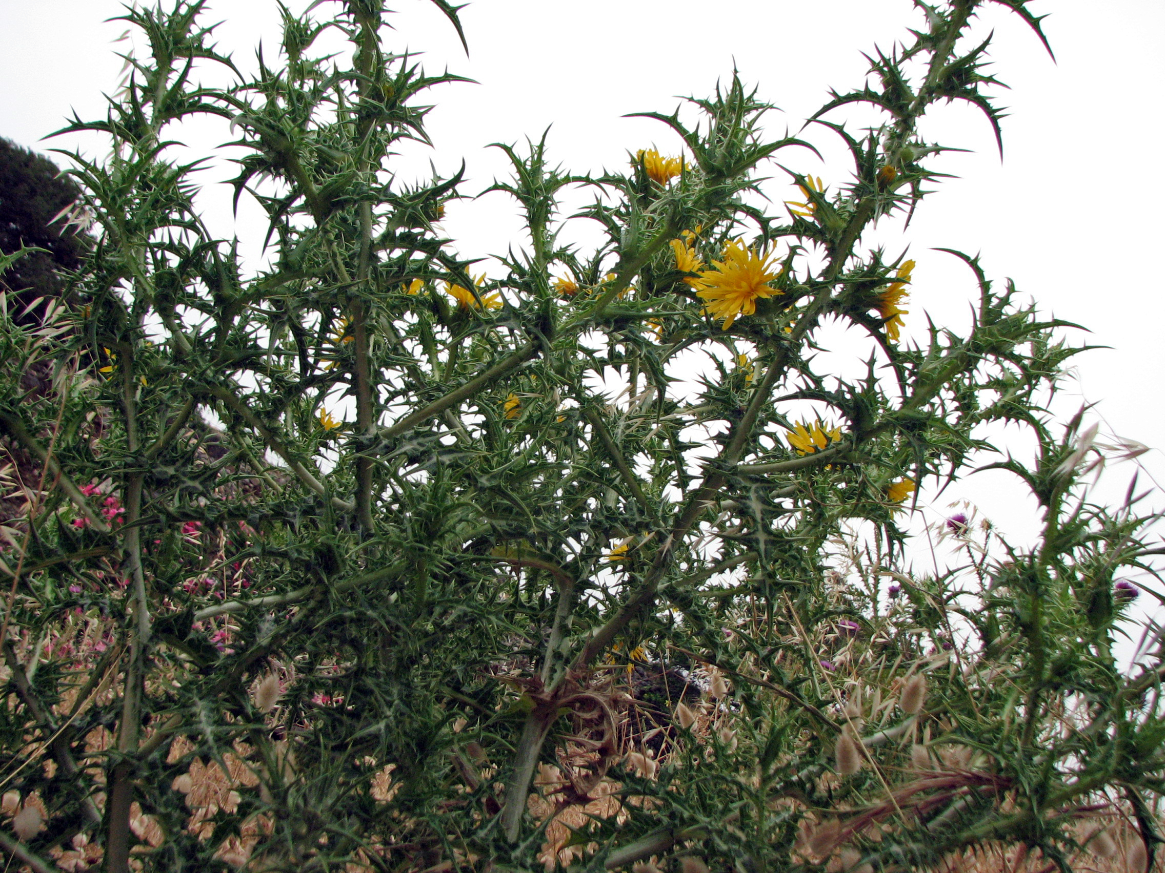 Spanische Golddistel