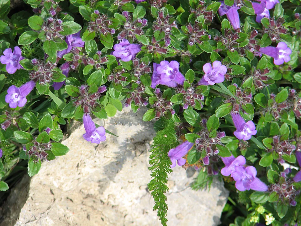Alpensteinquendel