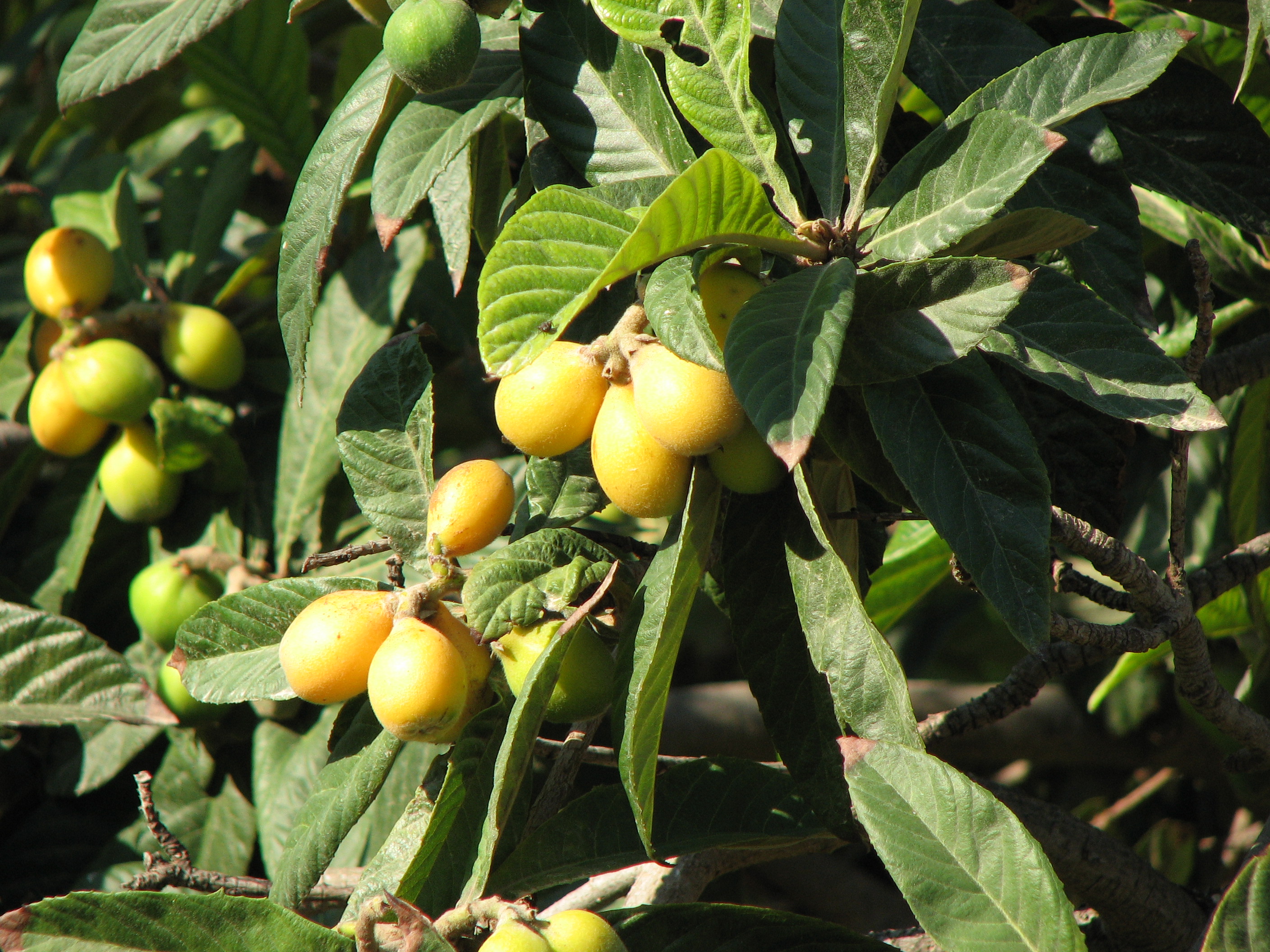 Japanische Wollmispel