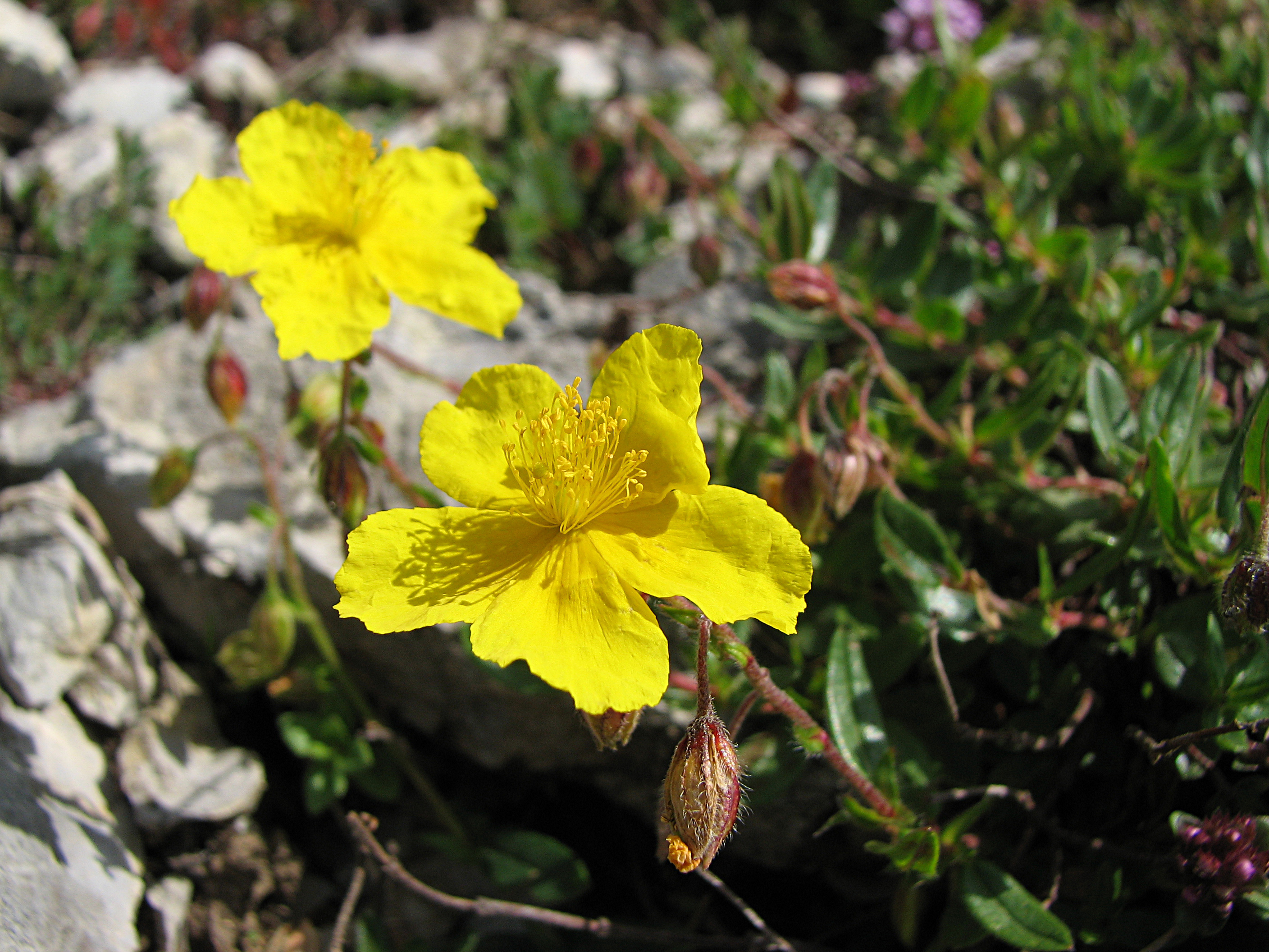 Gelbes Sonnenröschen