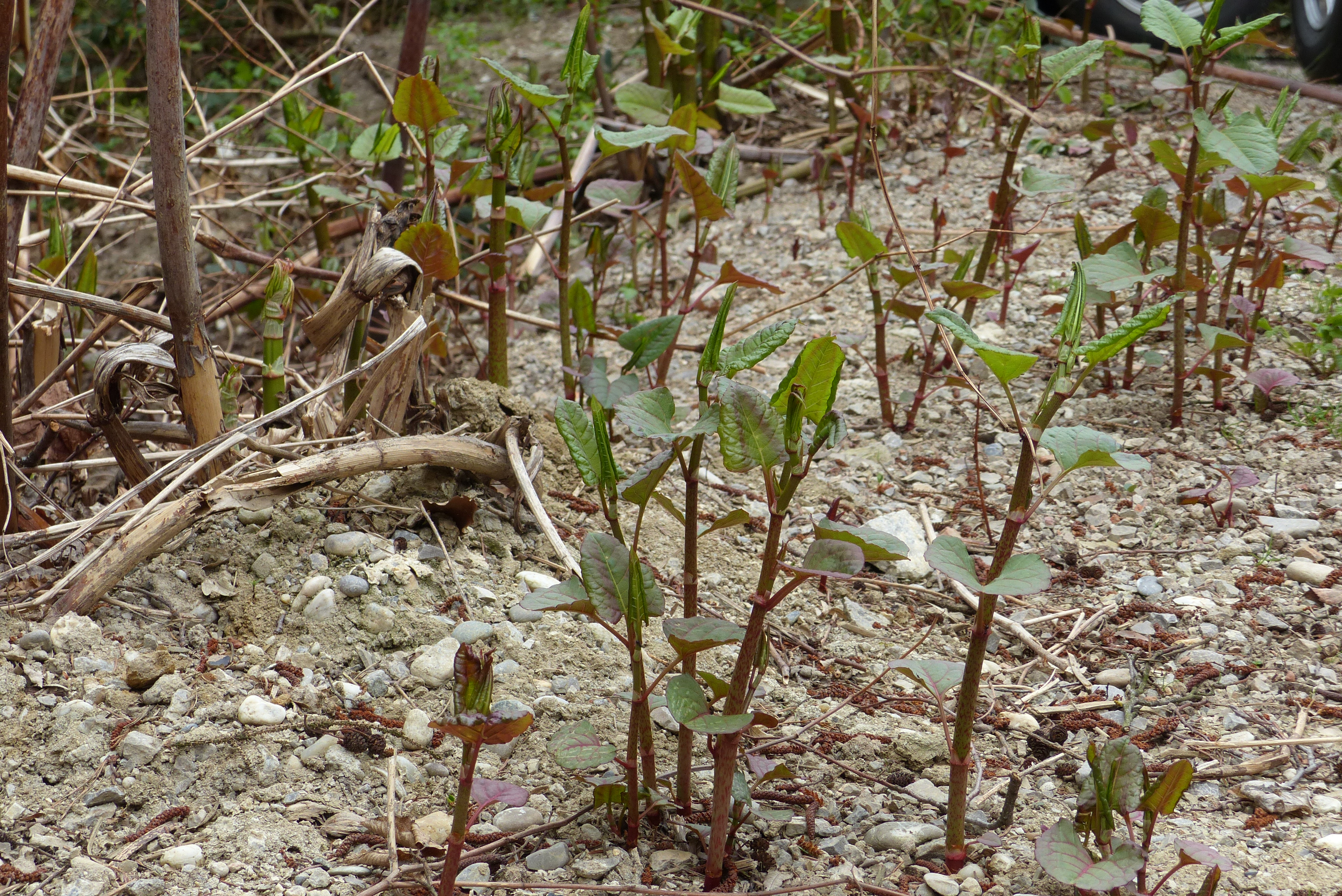 Japanischer Staudenknöterich