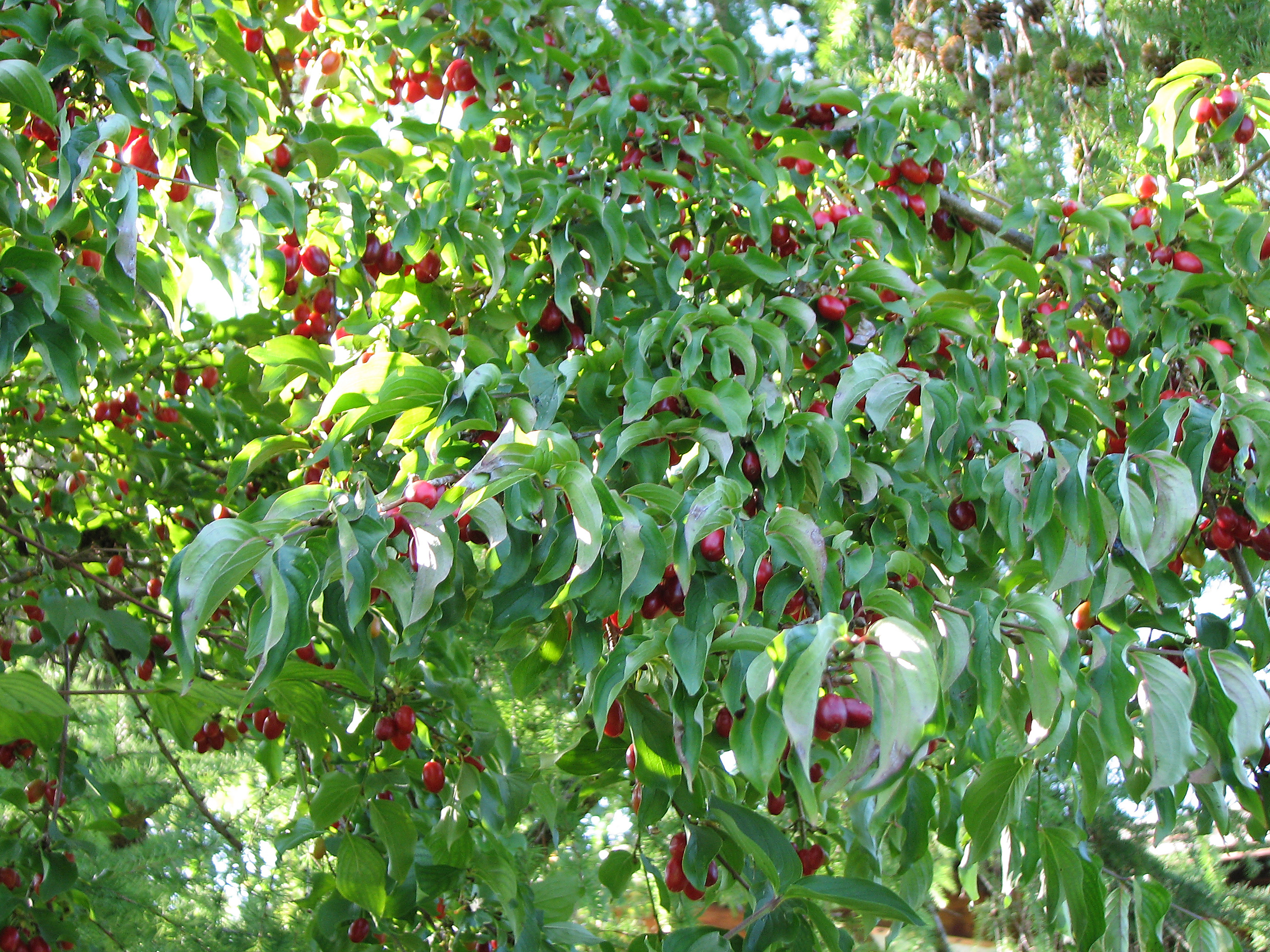 Wildfruchthecke anlegen