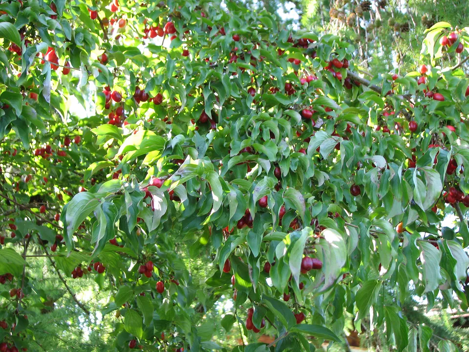 Wildfruchthecke anlegen
