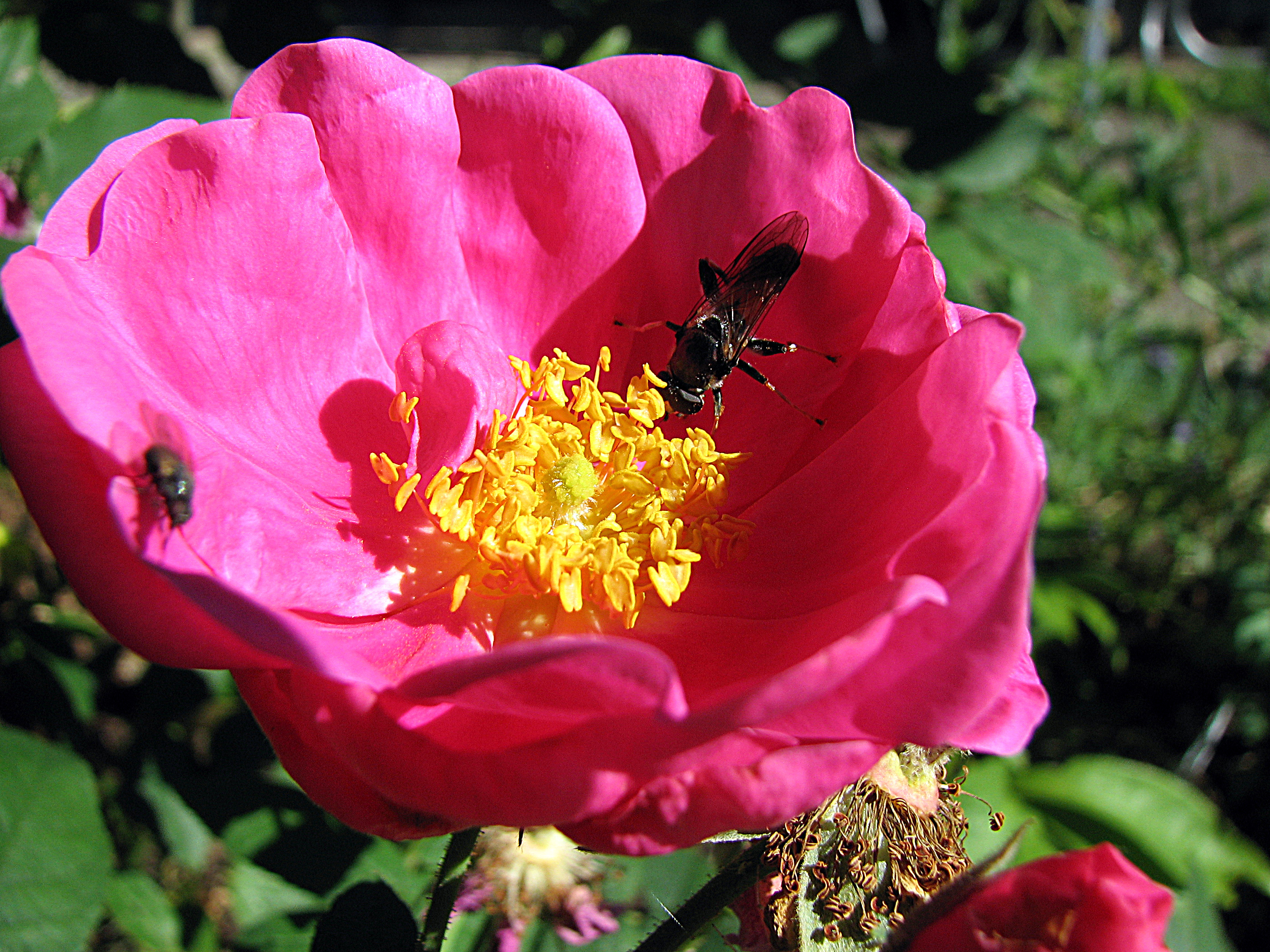 Kartoffelrose-Wildrose