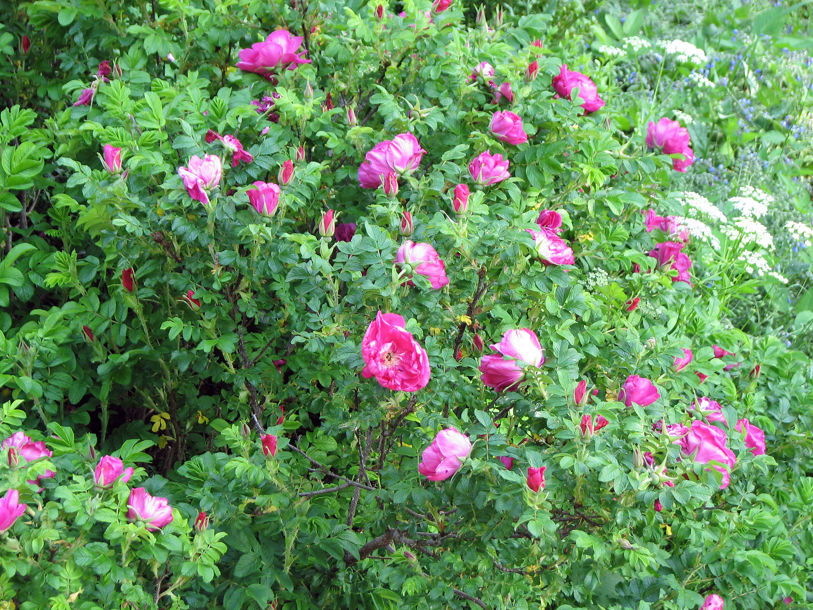 Kartoffelrose-Wildrose