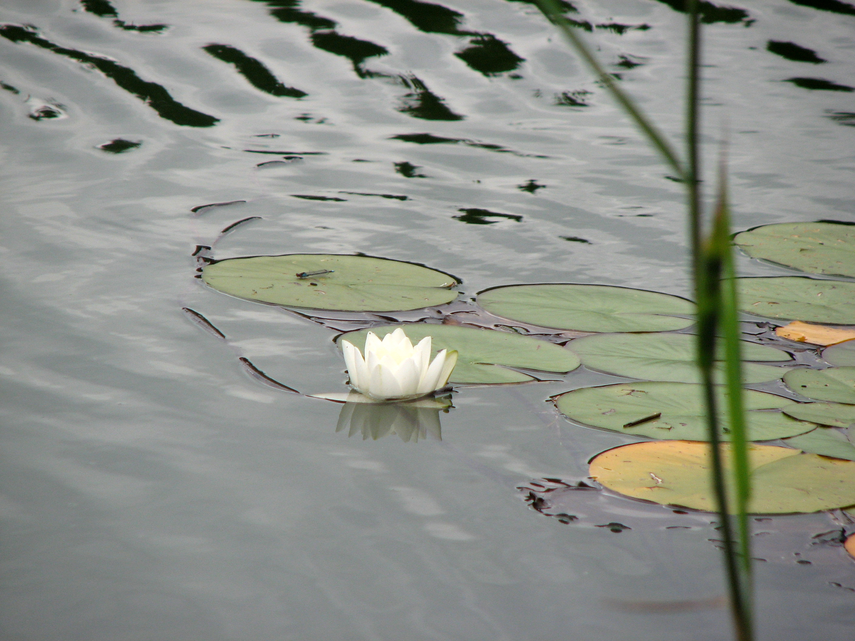 Seerose