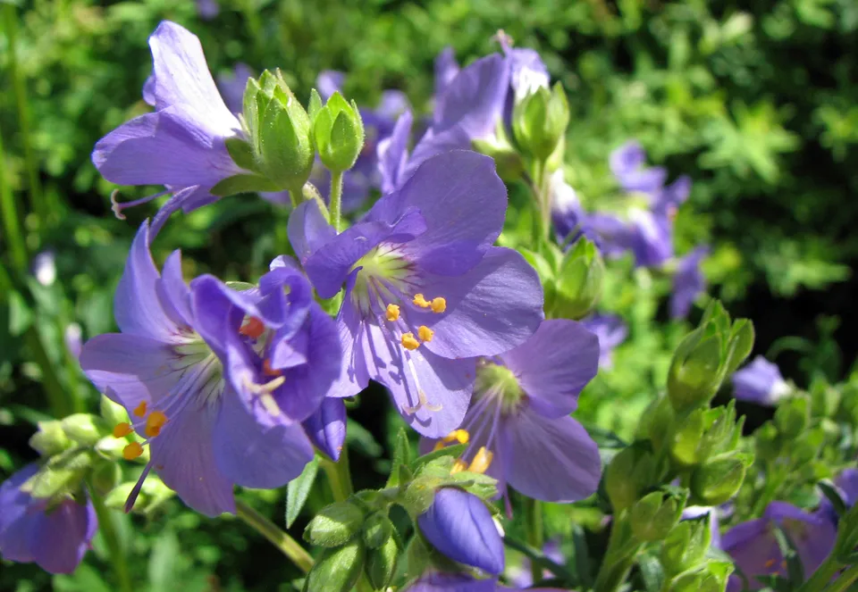 Blaue Jakobsleiter