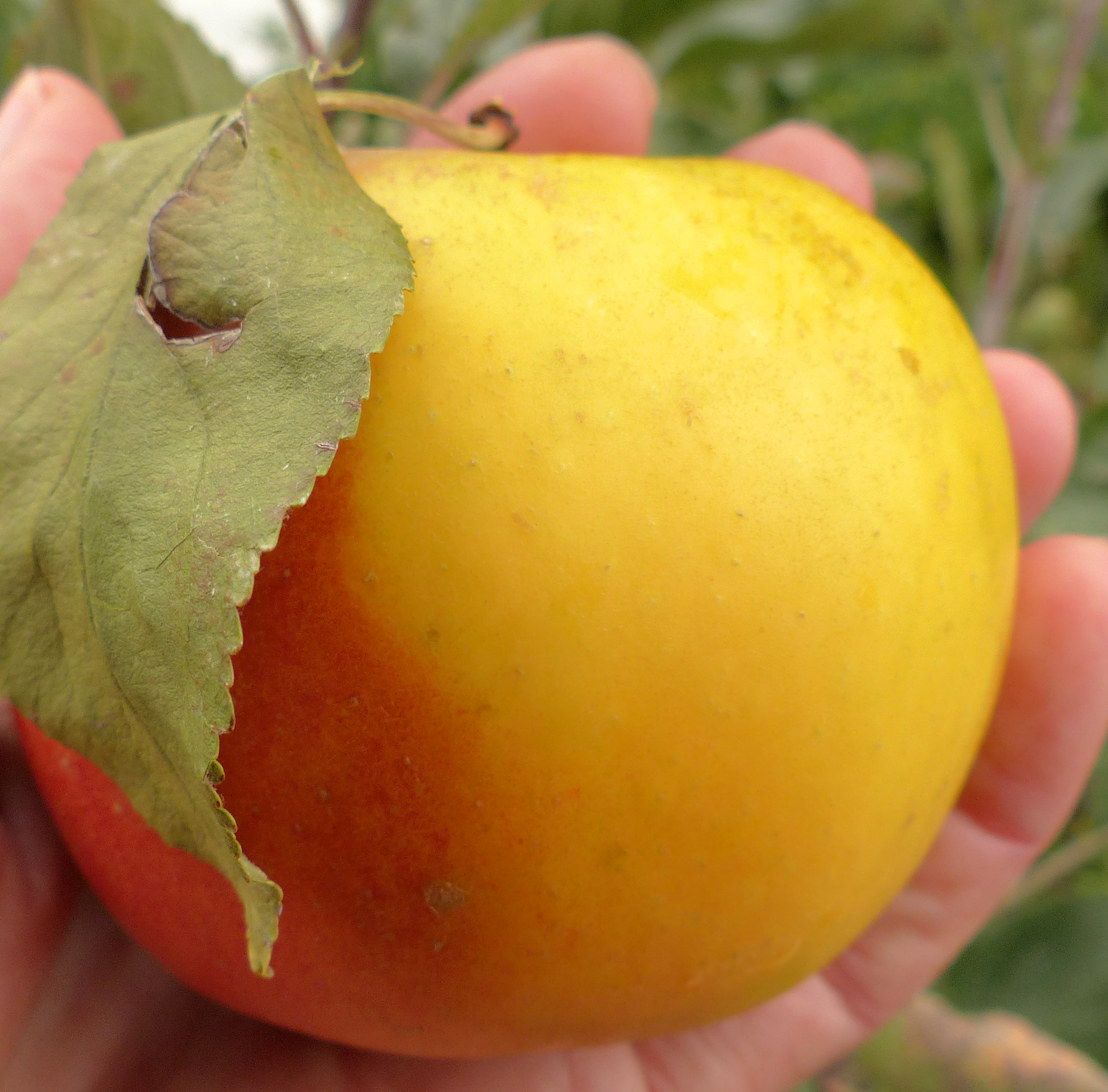 Apfel