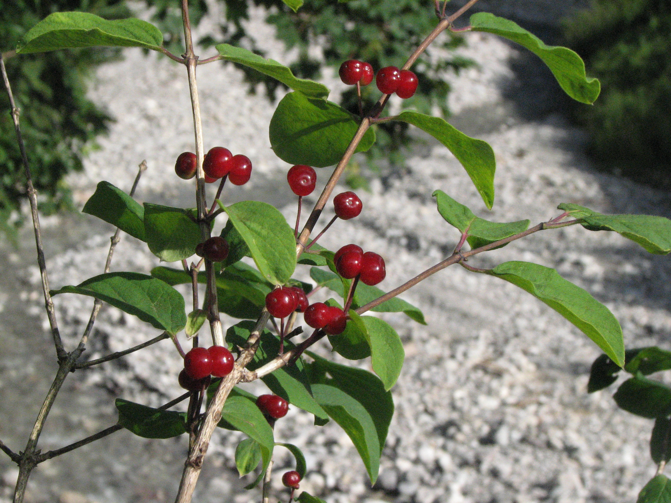 Rote Heckenkirsche