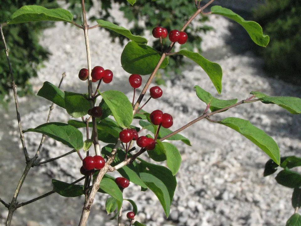 Rote Heckenkirsche