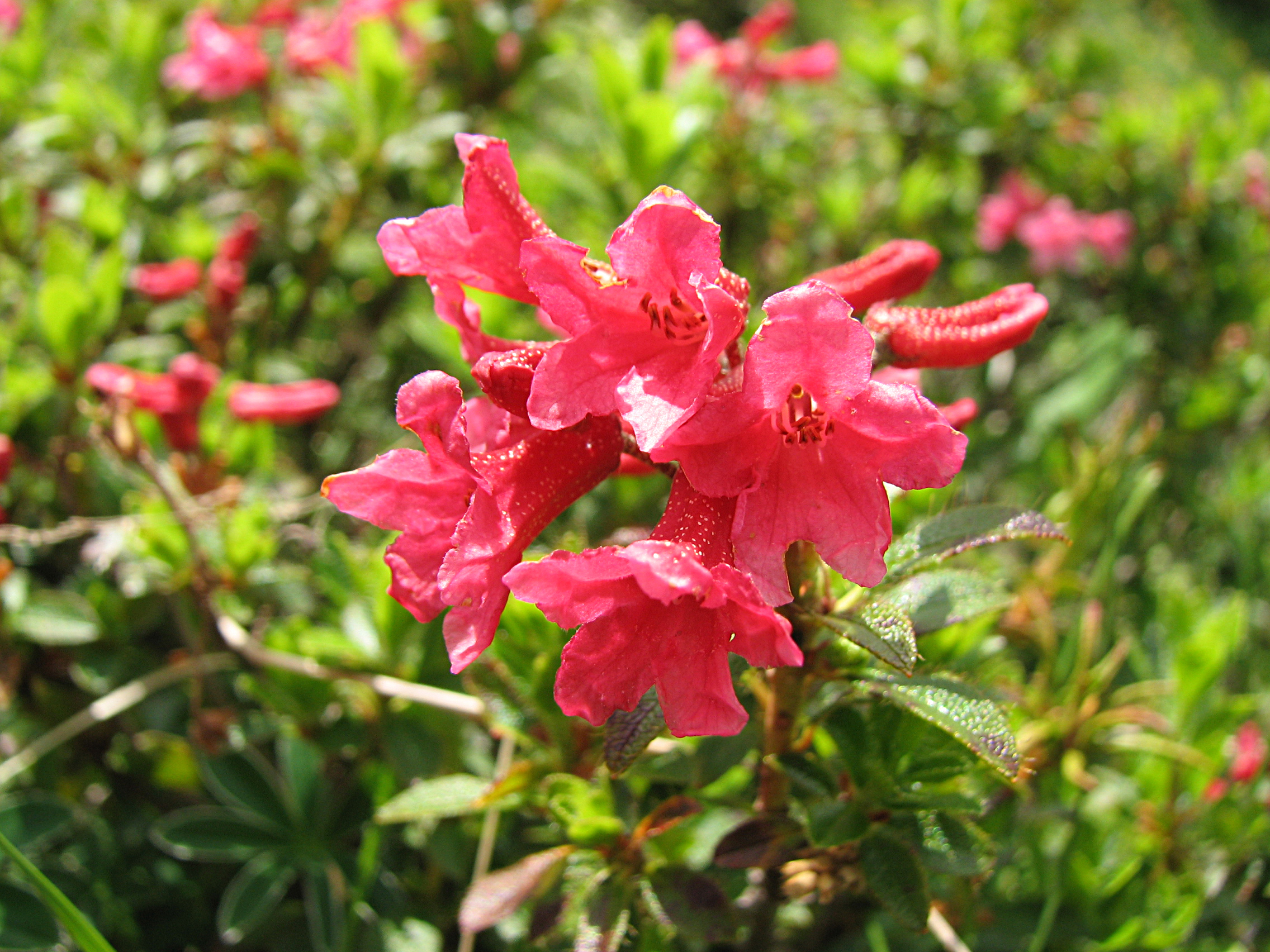 Rostblättrige Alpenrose