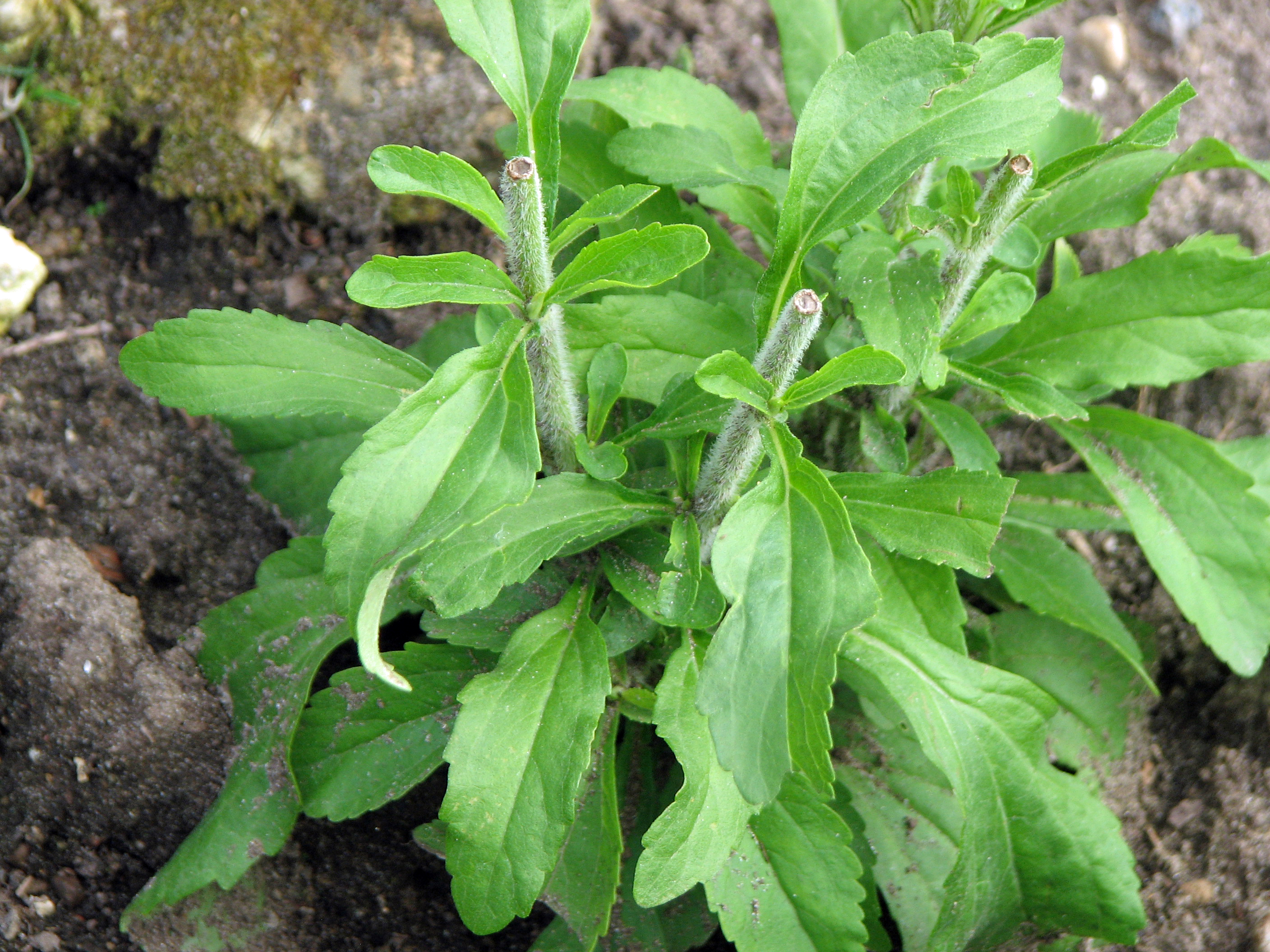 Stevia