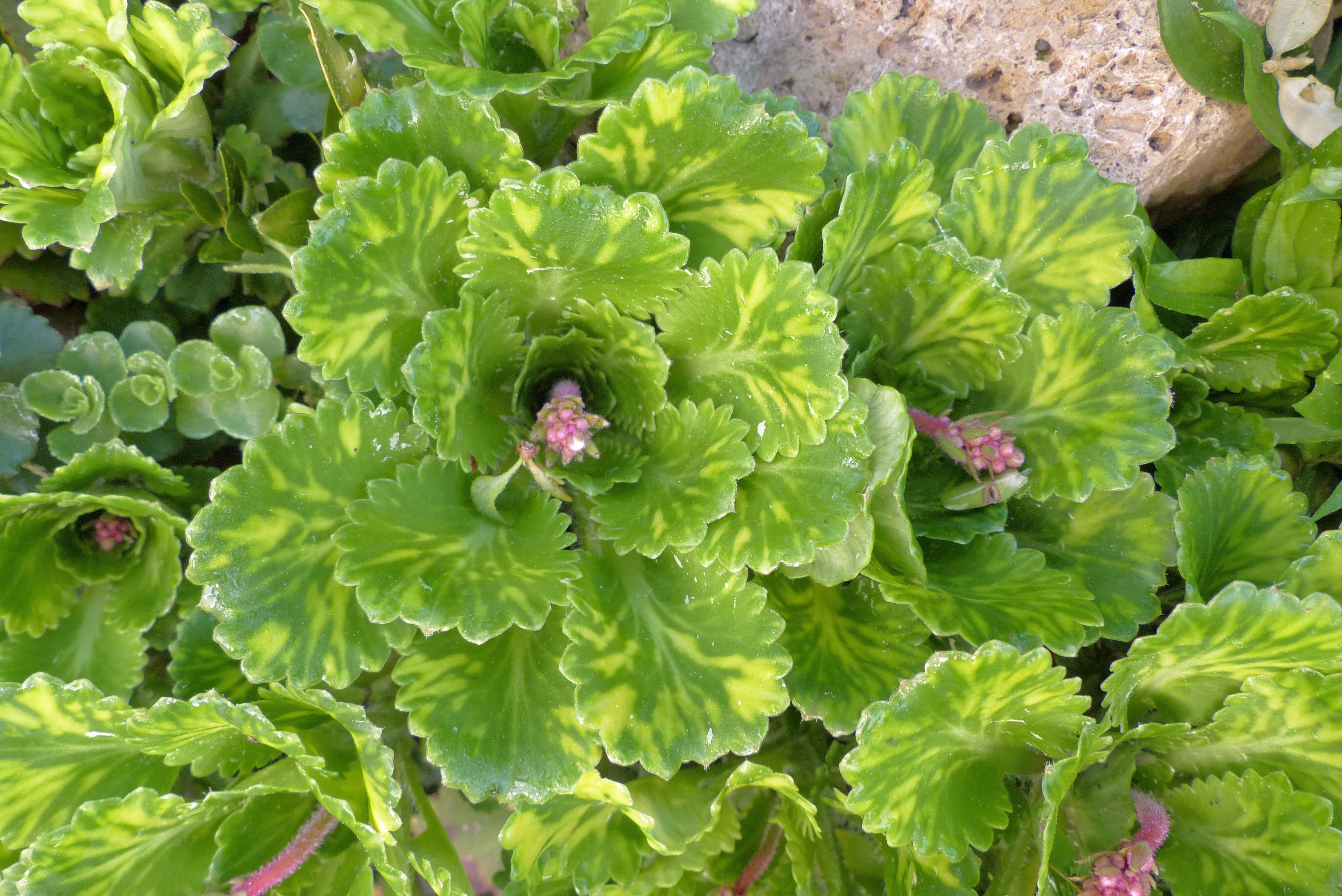 Porzellanblümchen